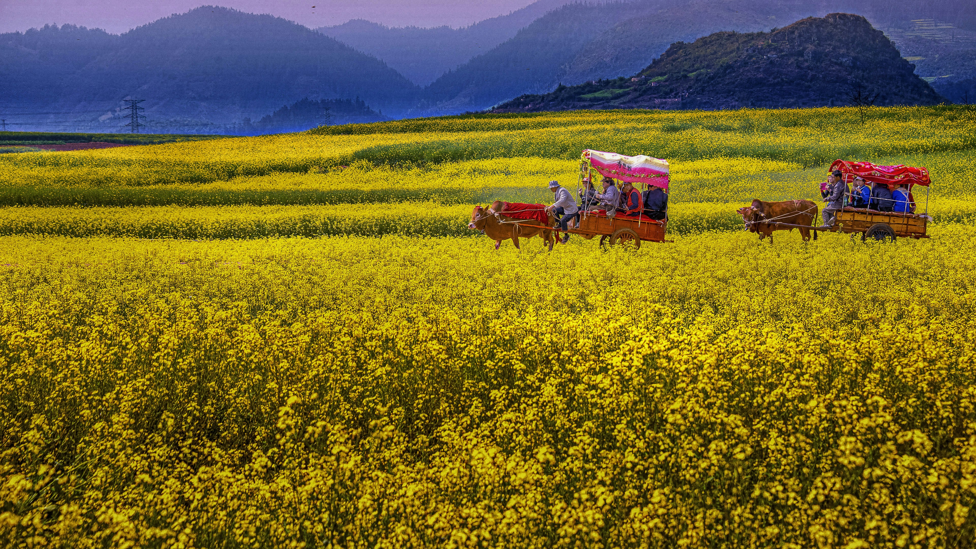 Yellow flower field with carts and distant mountains