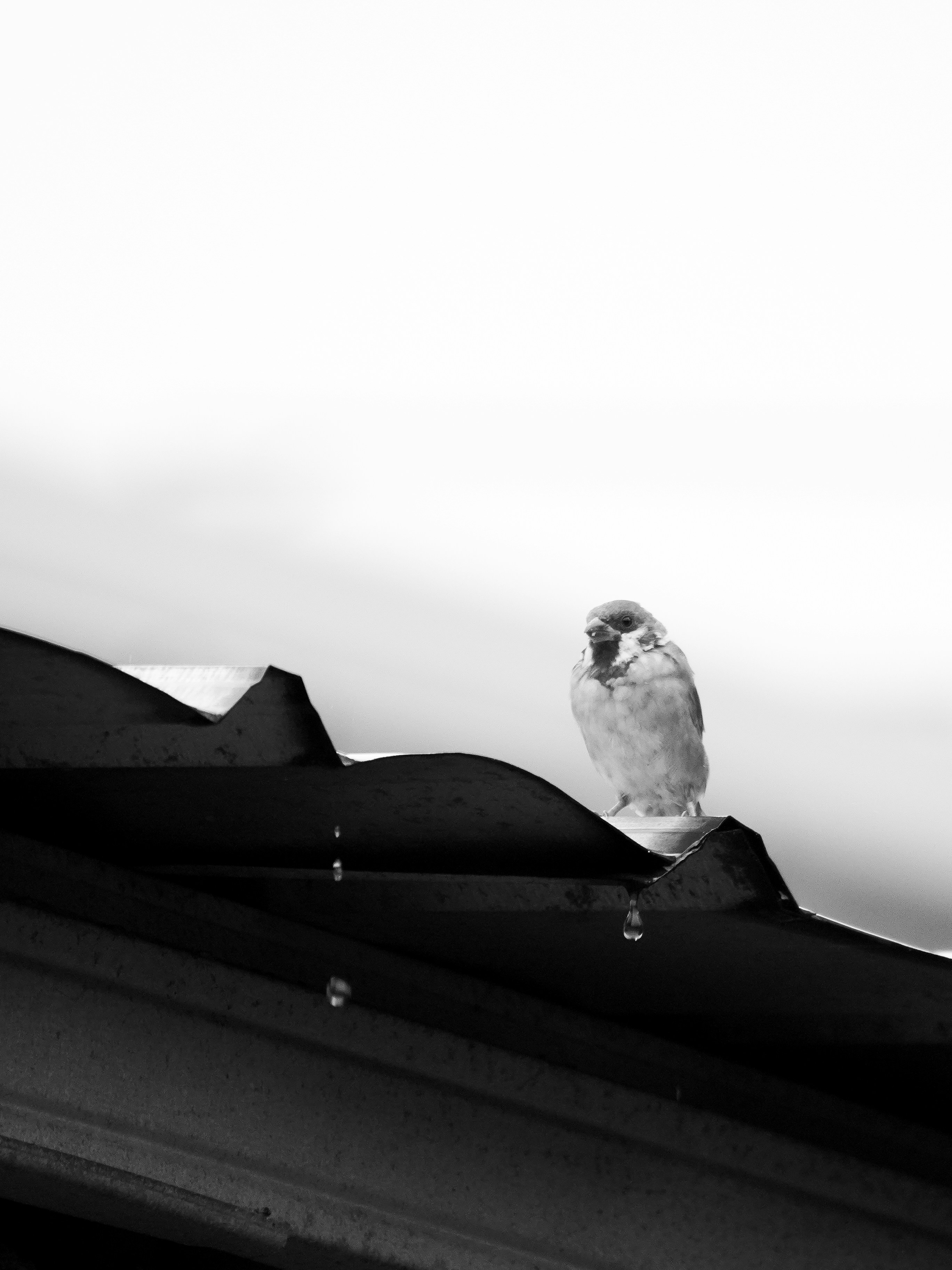A small bird perched on a wet rooftop