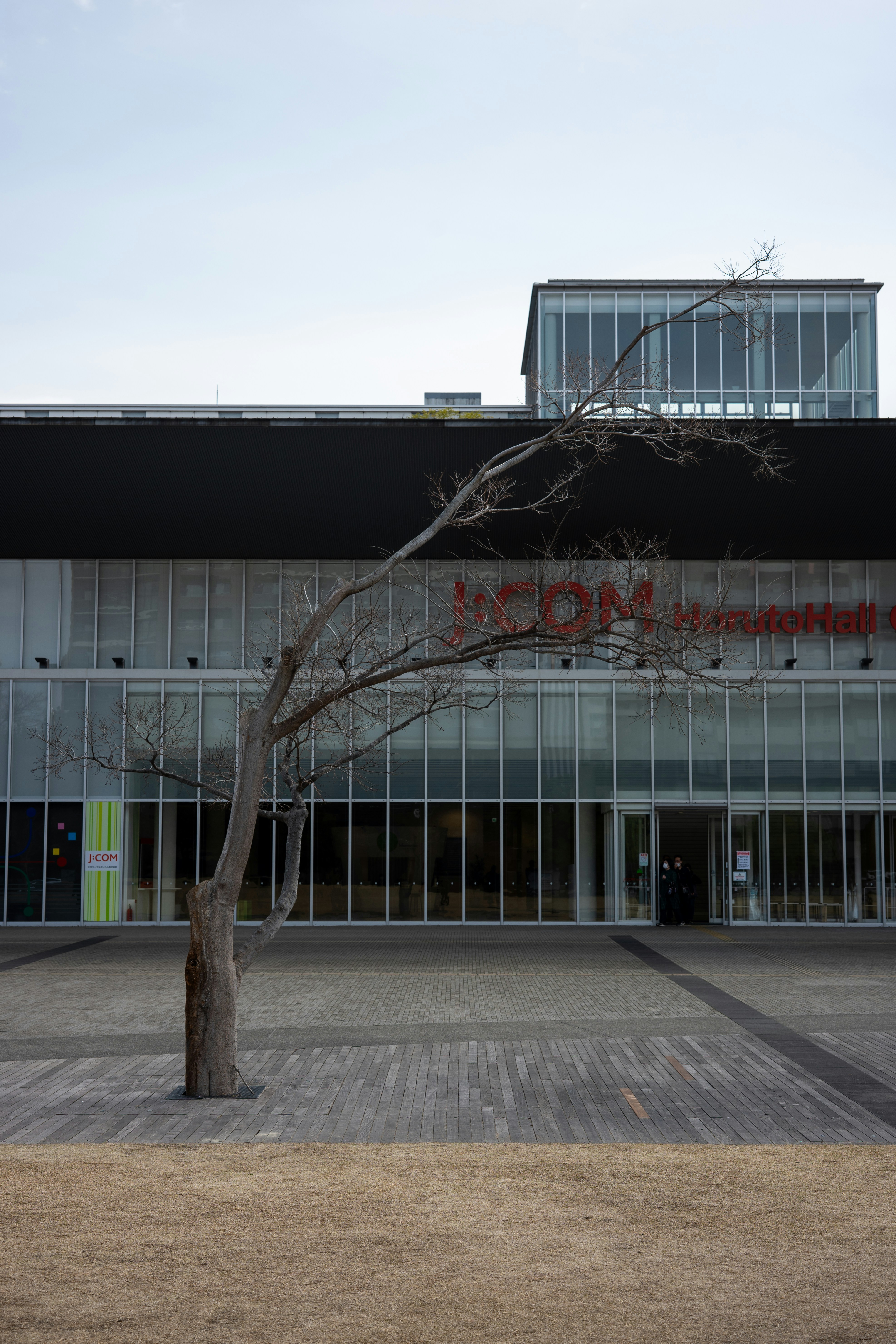 Kahler Baum vor einem modernen Gebäude