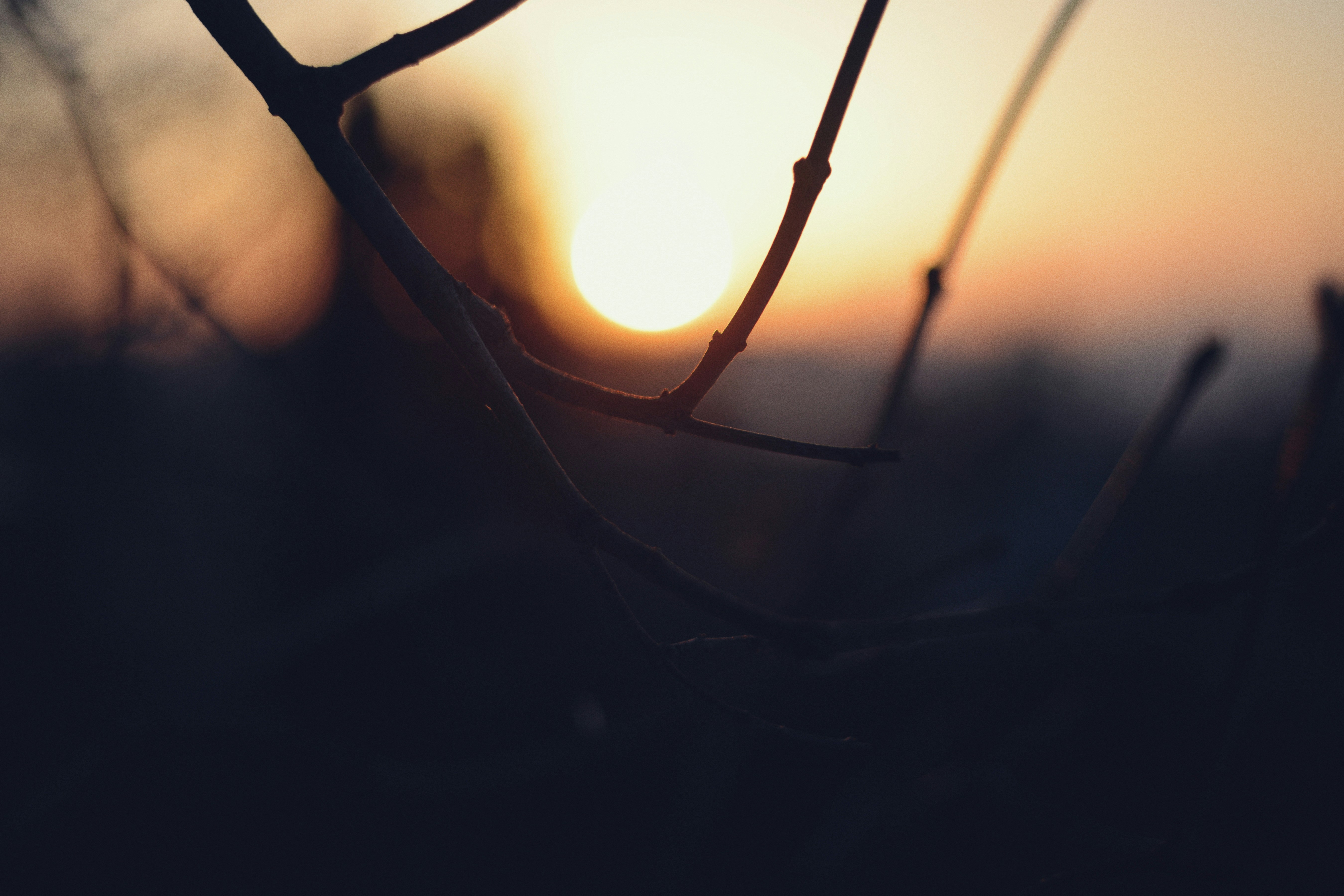 Puesta de sol vista a través de ramas recortadas al anochecer