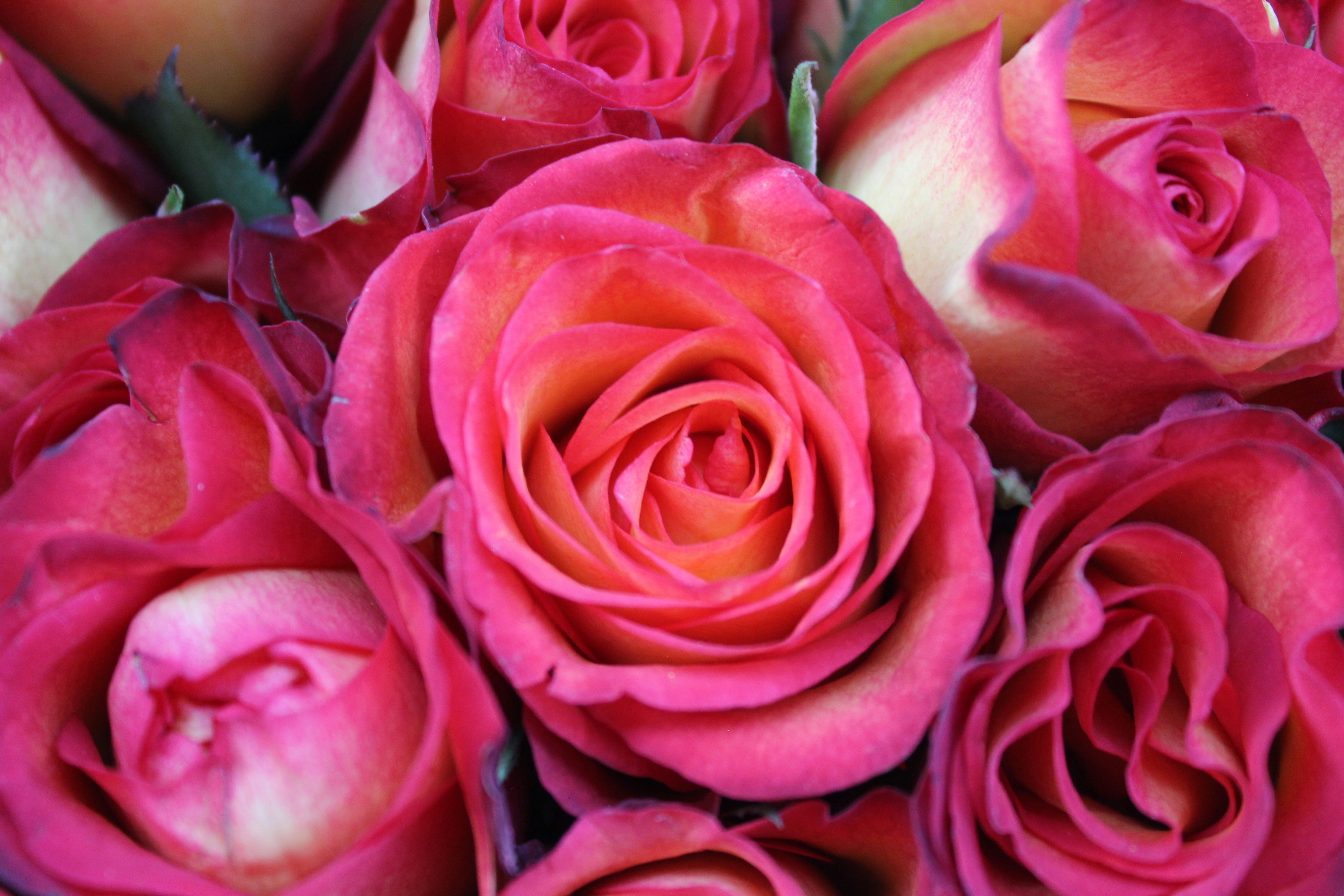 Photo by dareartworks