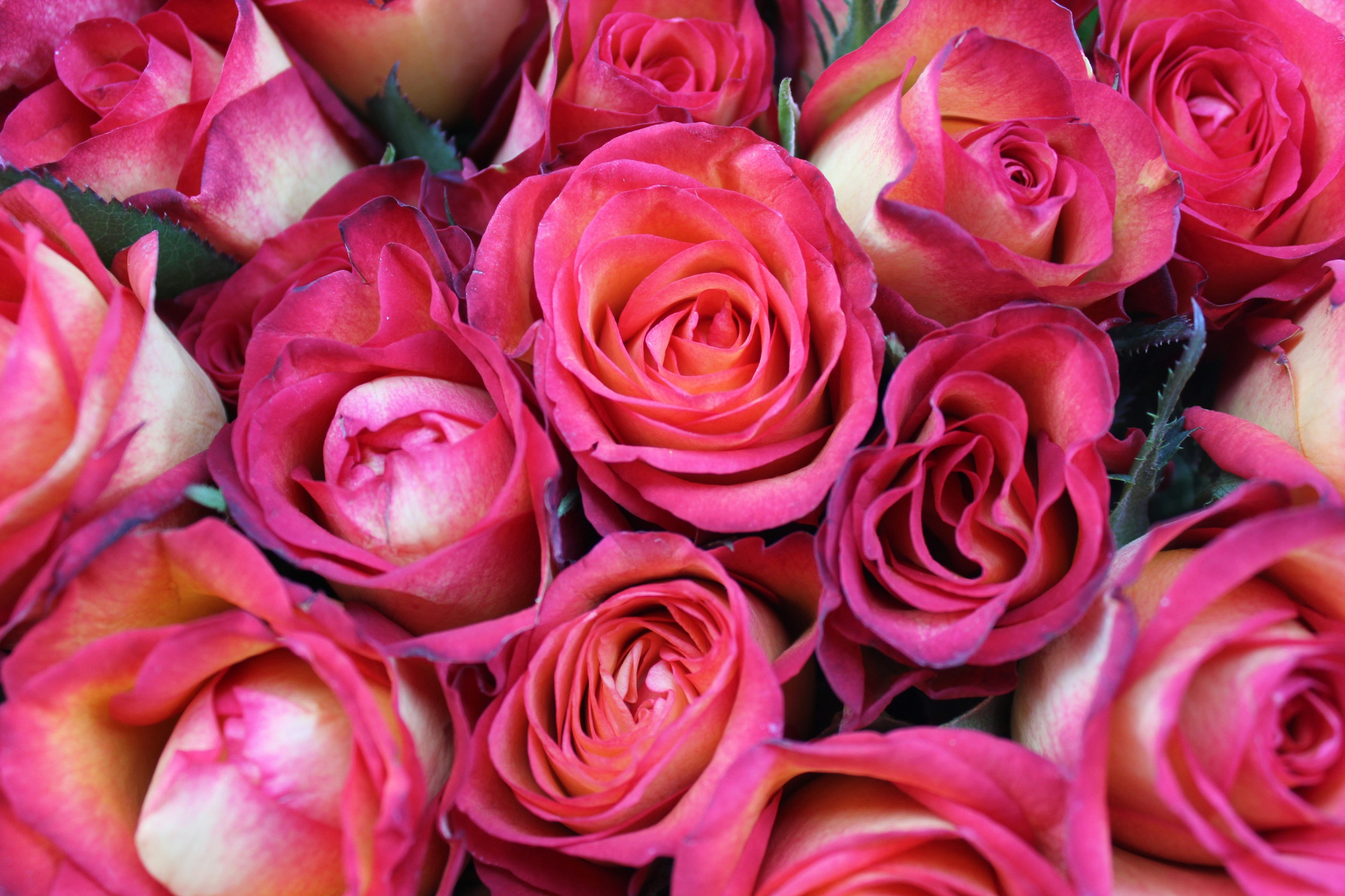 Photo by dareartworks