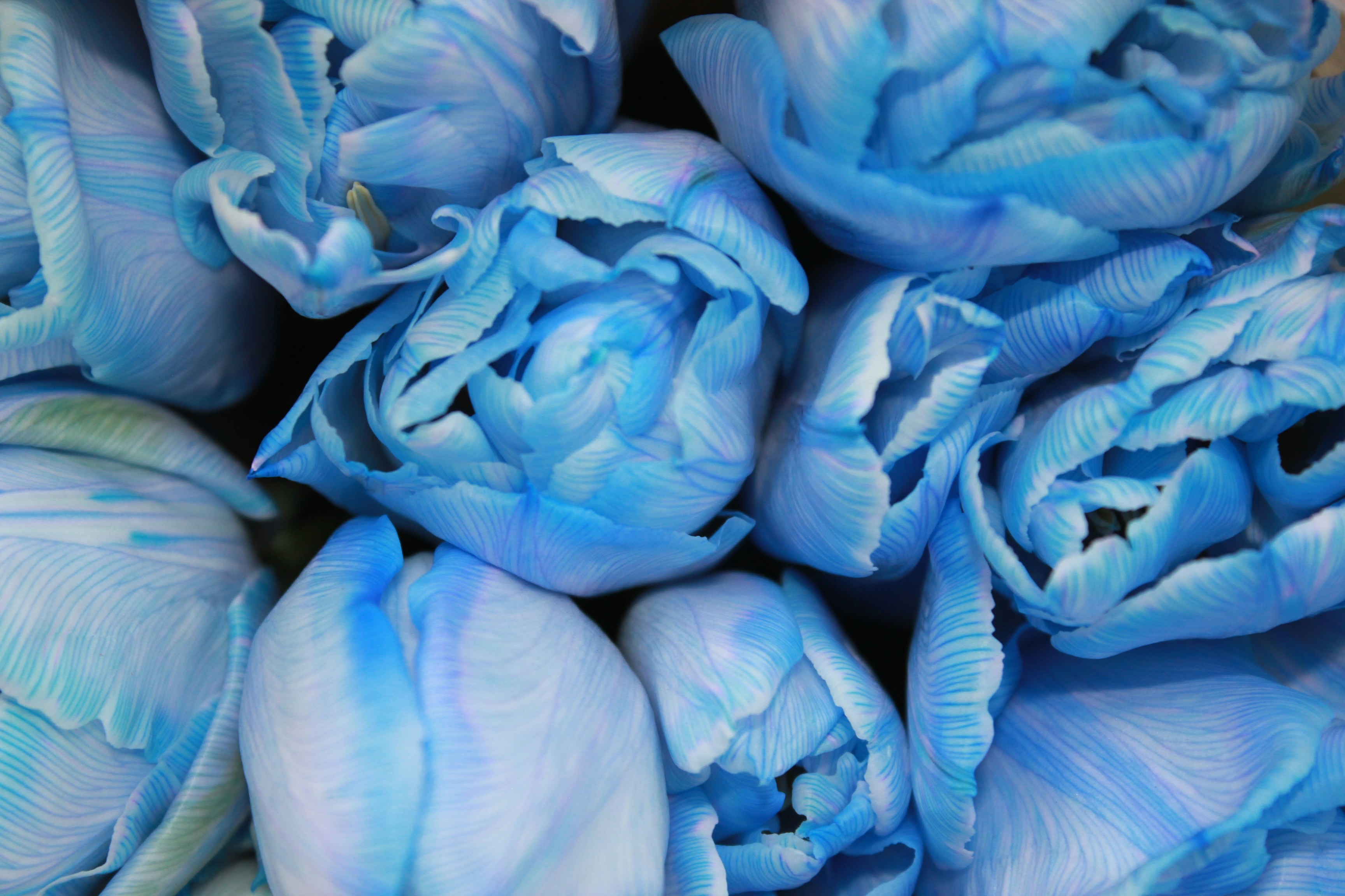 Photo by dareartworks