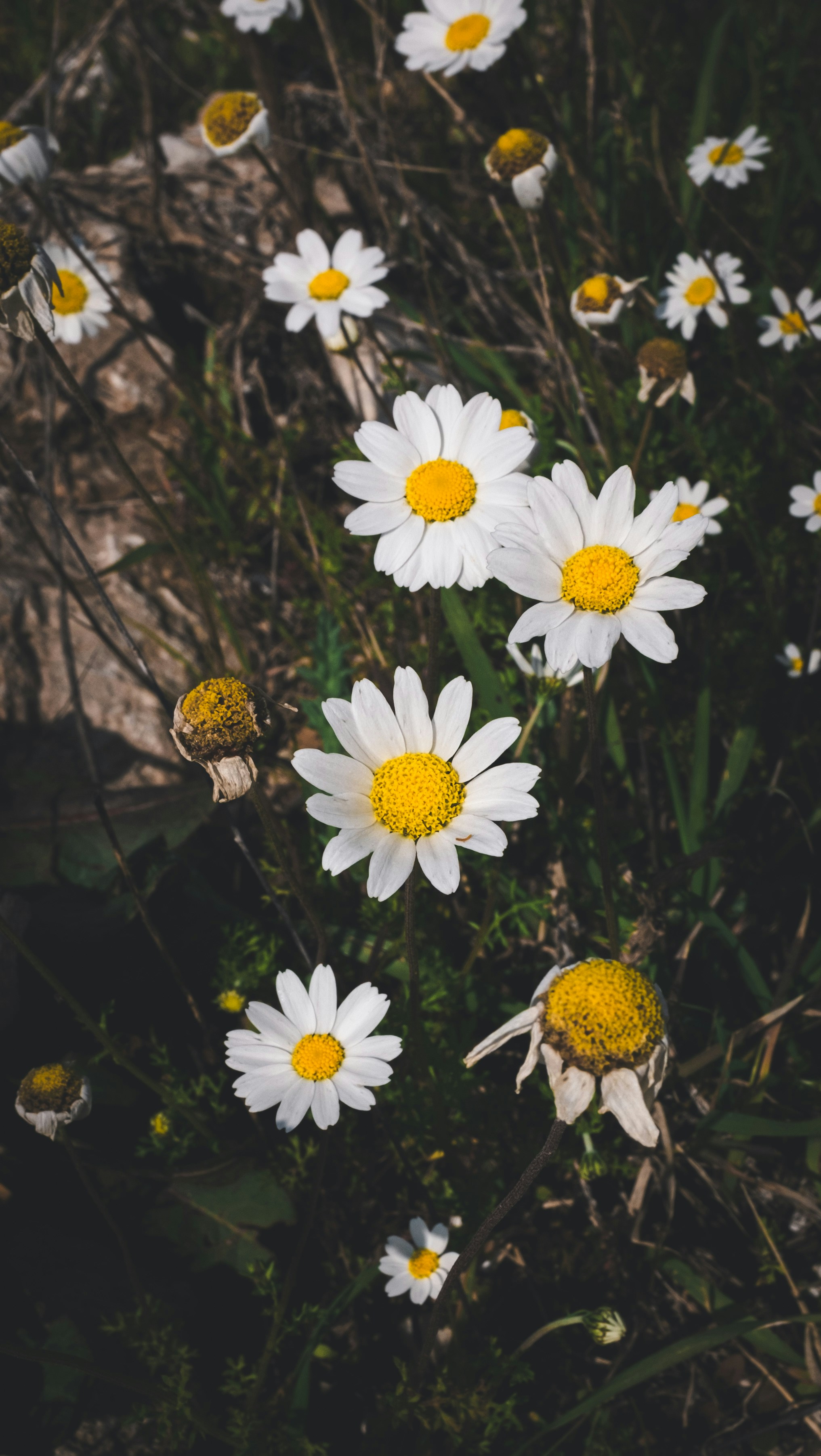 Photo by oldsoulframes