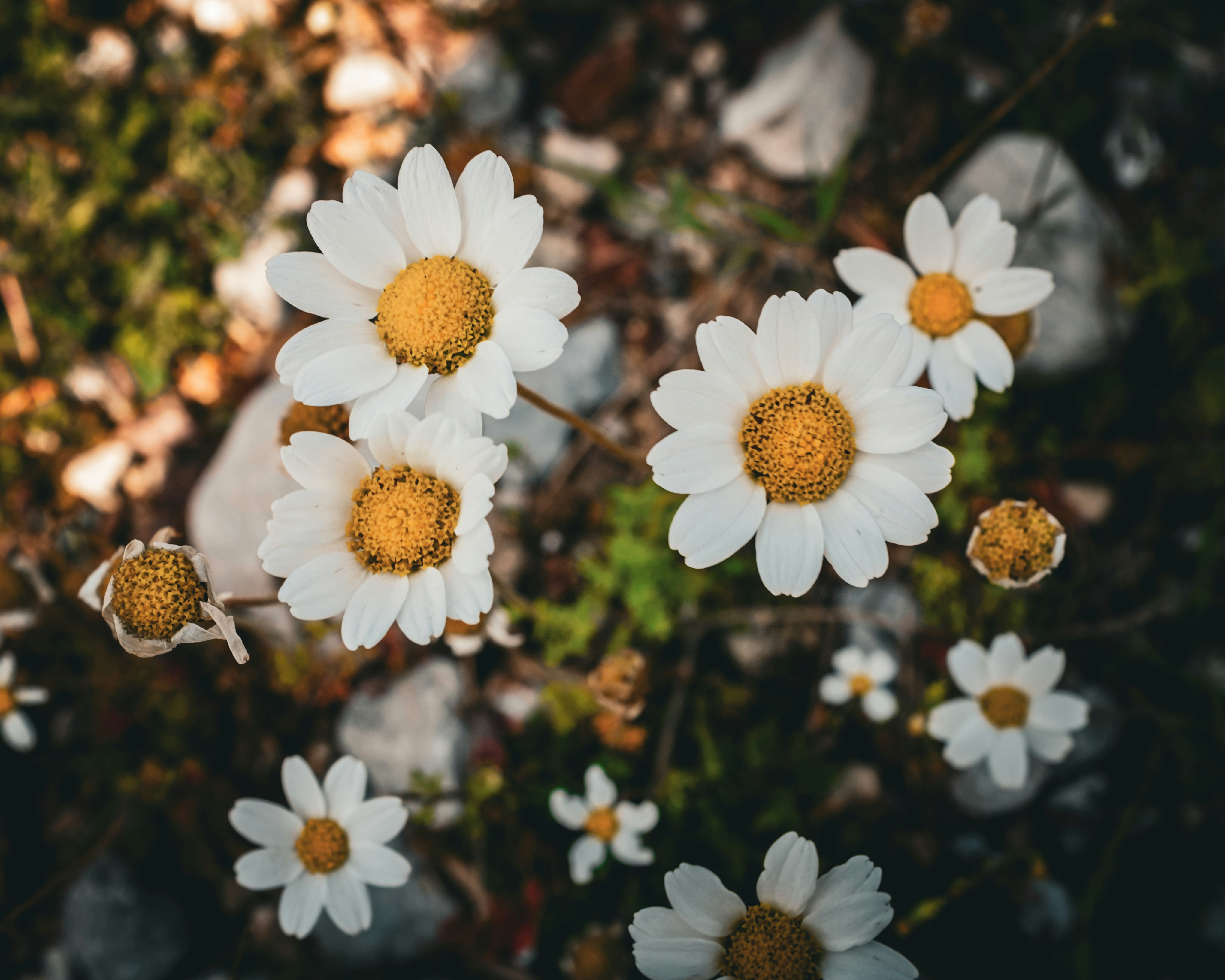 Photo by oldsoulframes