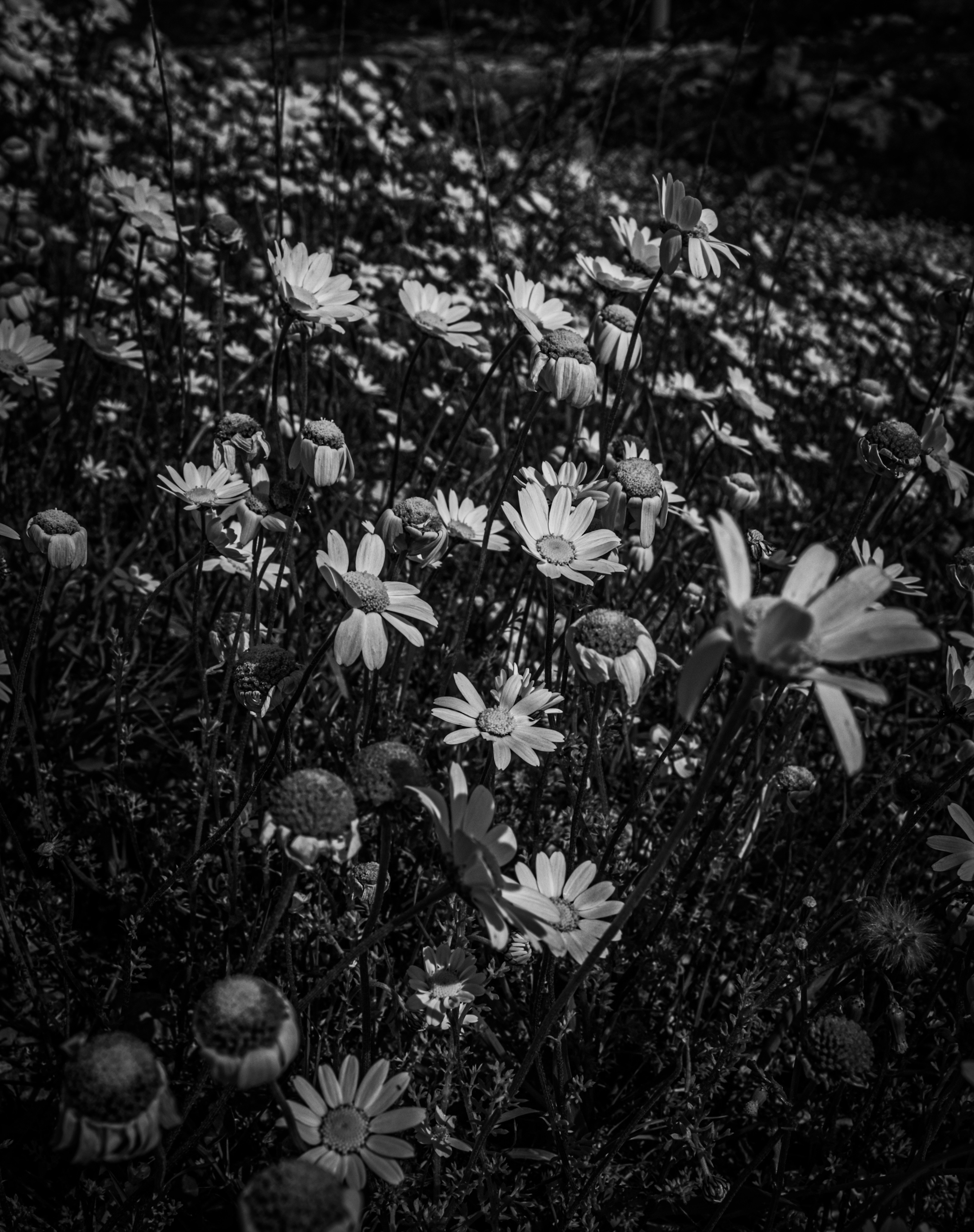 Photo by oldsoulframes