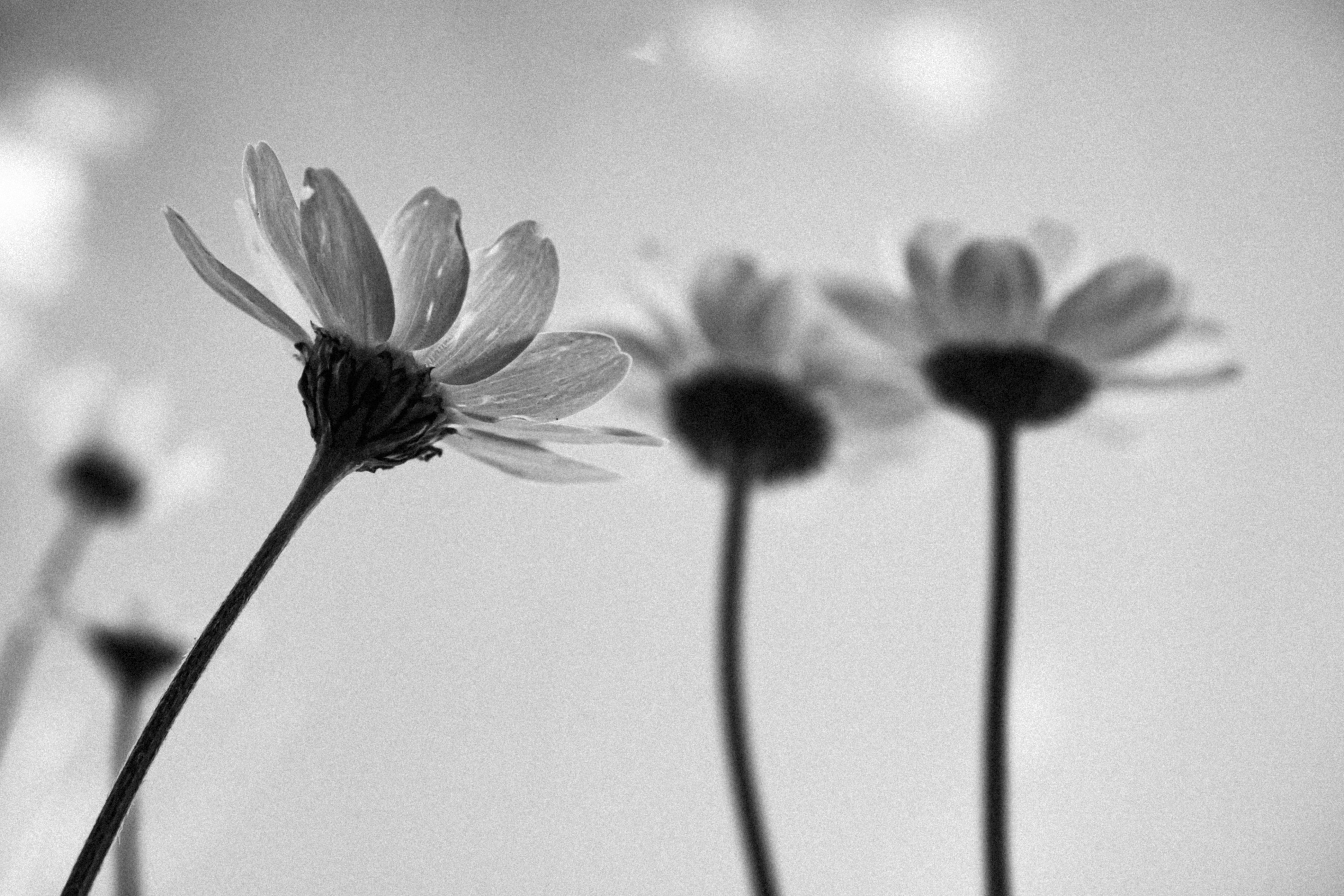 Photo by oldsoulframes