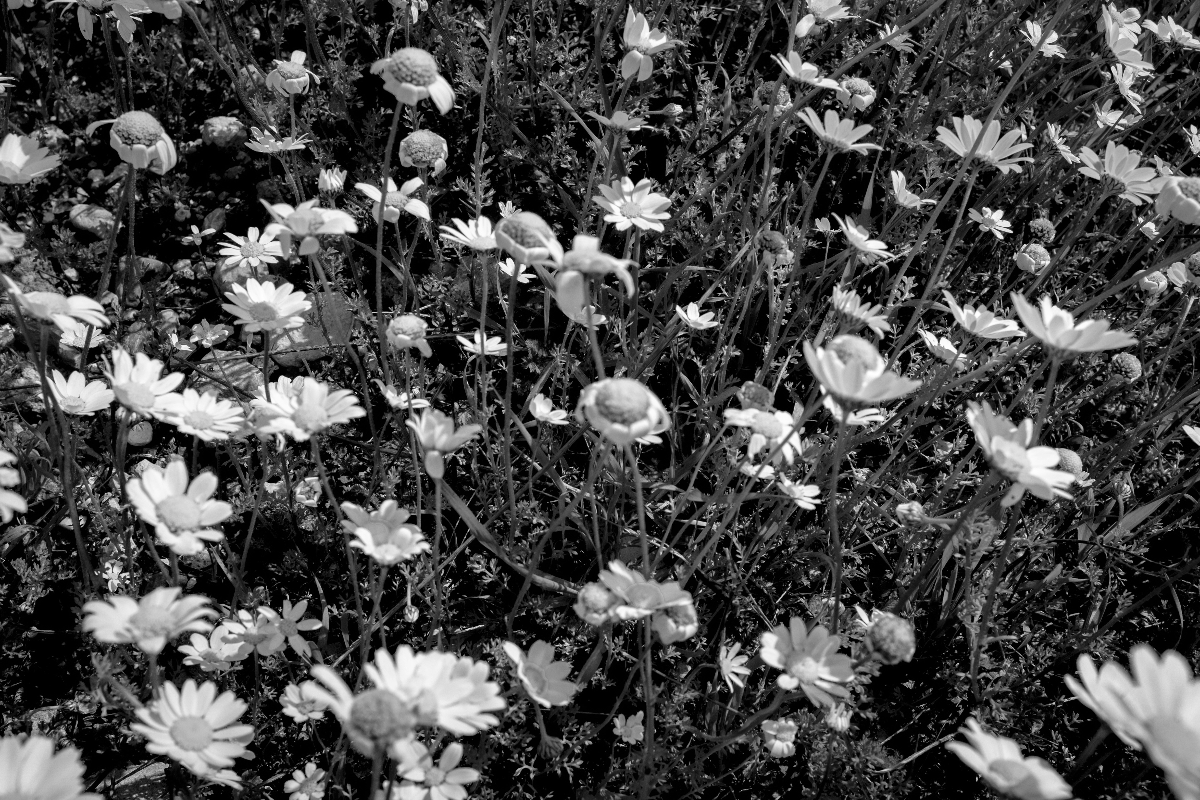 Photo by oldsoulframes