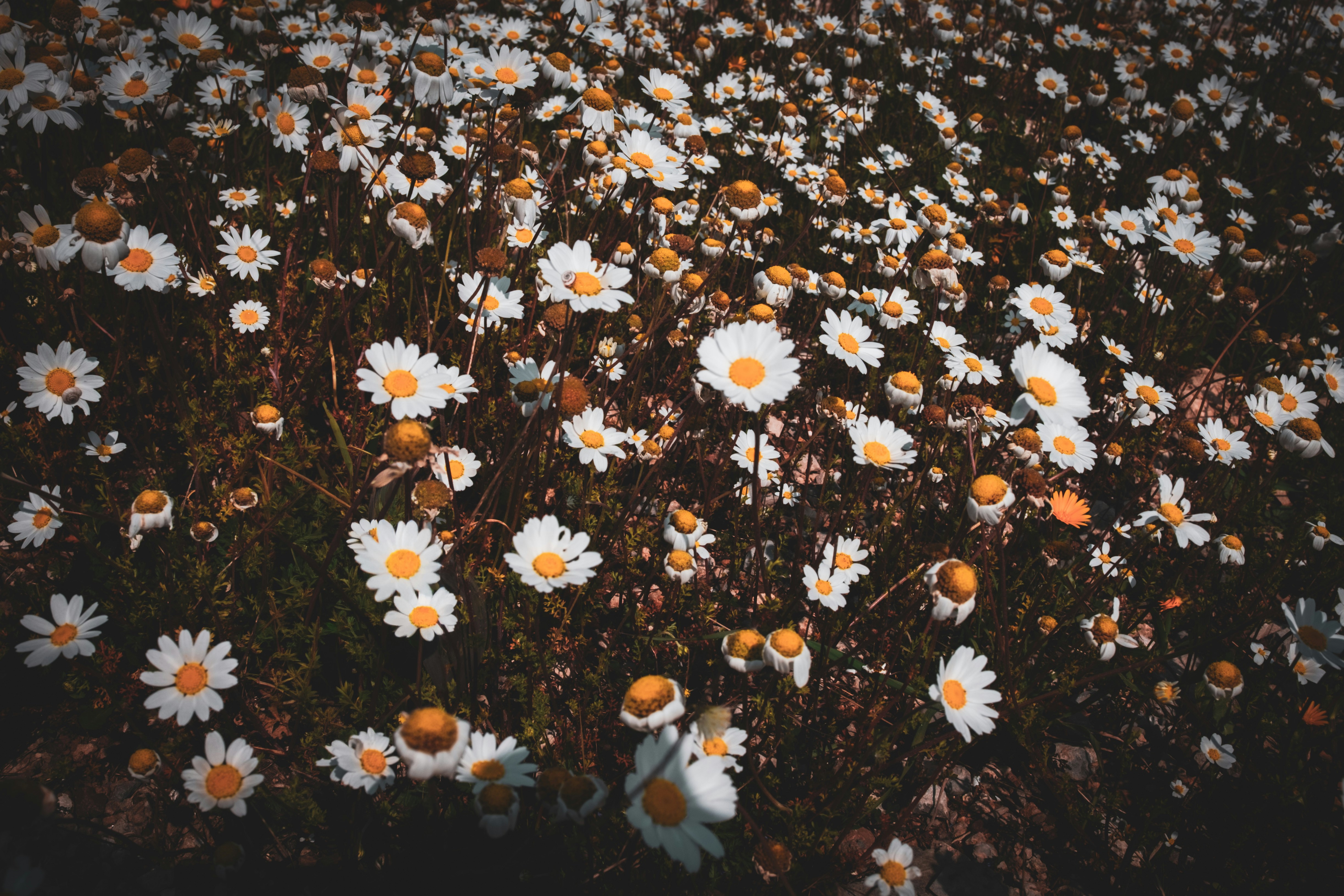 Photo by oldsoulframes