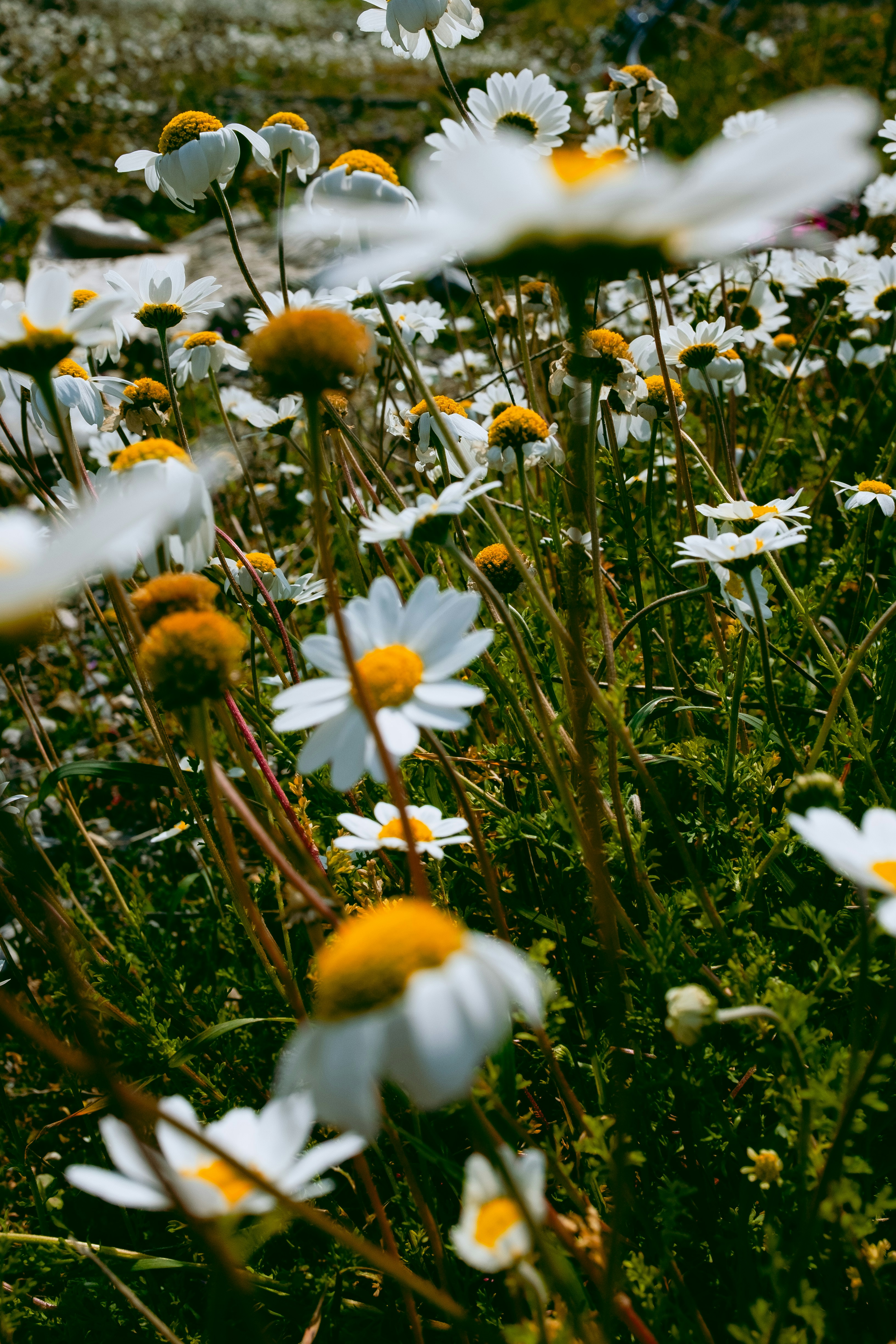 Photo by oldsoulframes