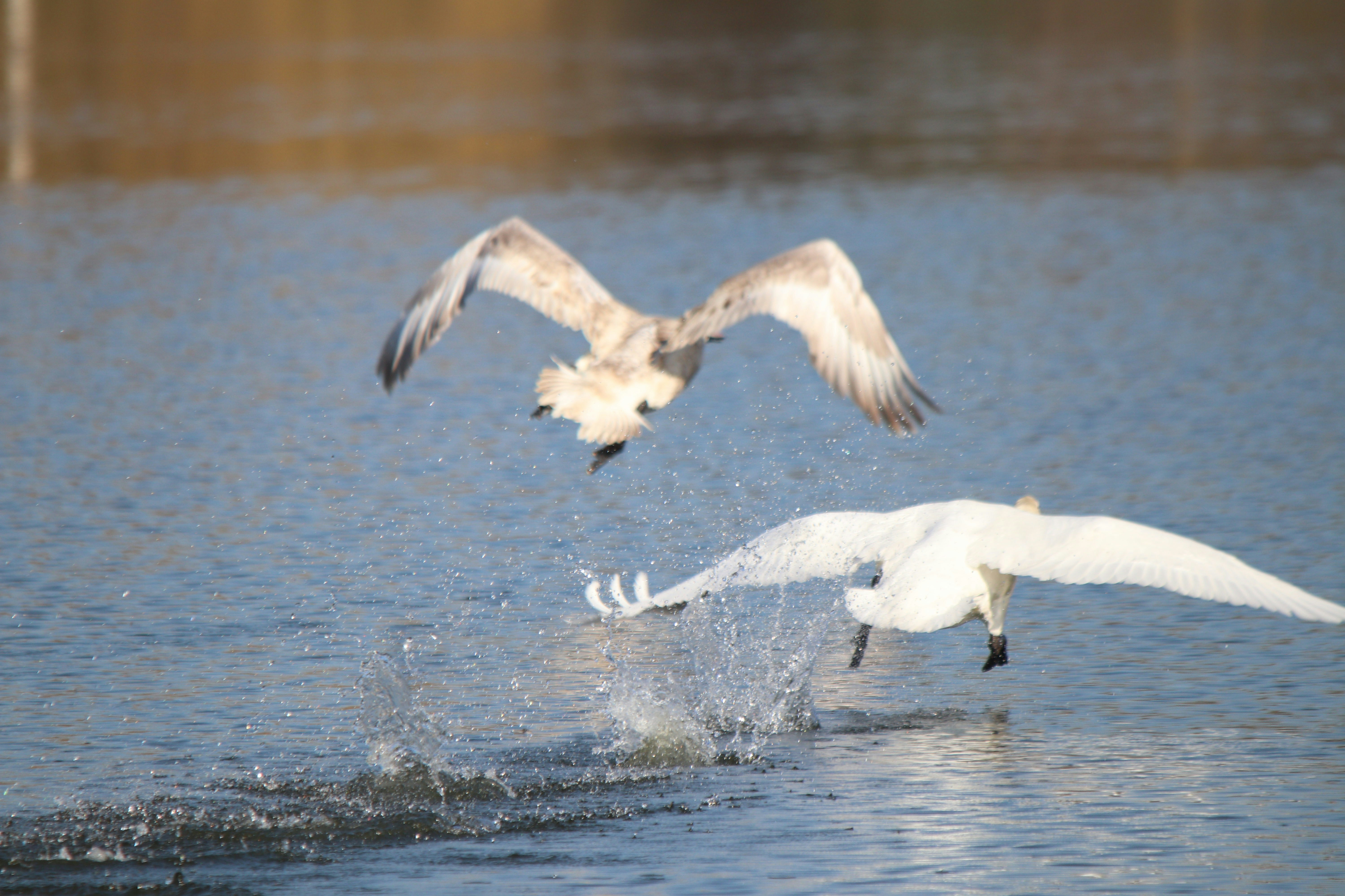 Photo by fotografialuivlad