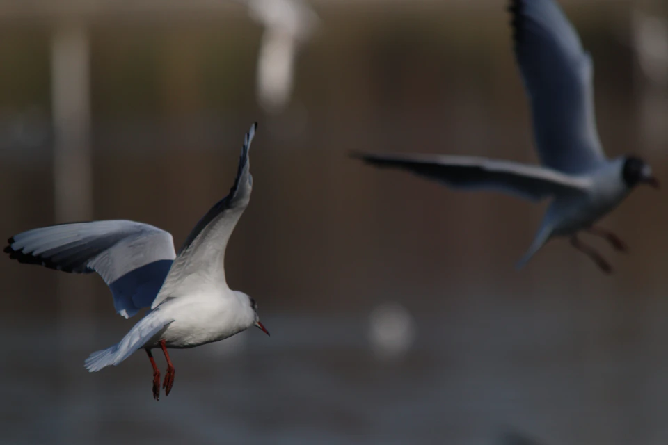 Two seagulls soar through calm waters, wings spread wide, against a backdrop of trees and