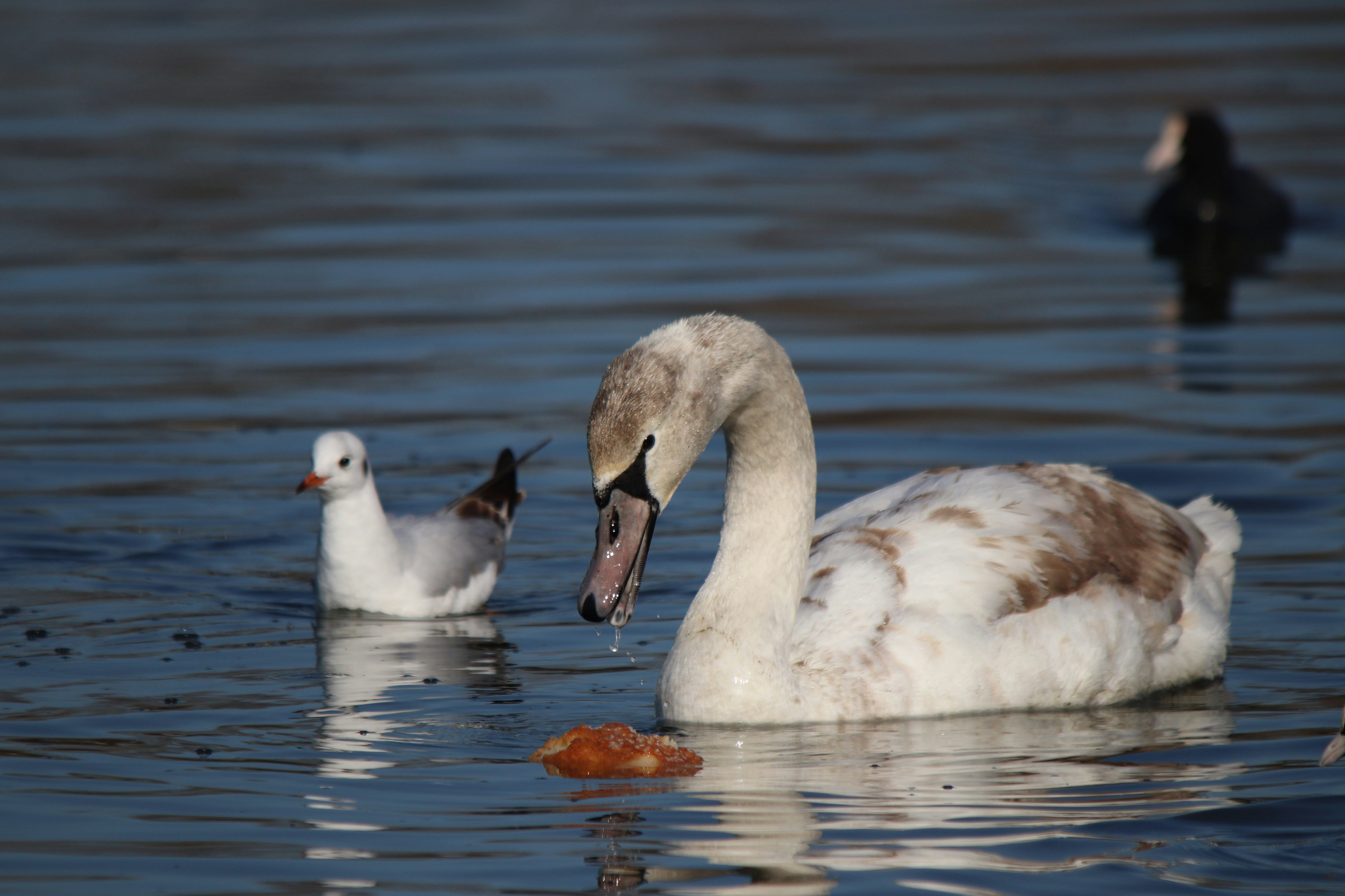 Photo by fotografialuivlad