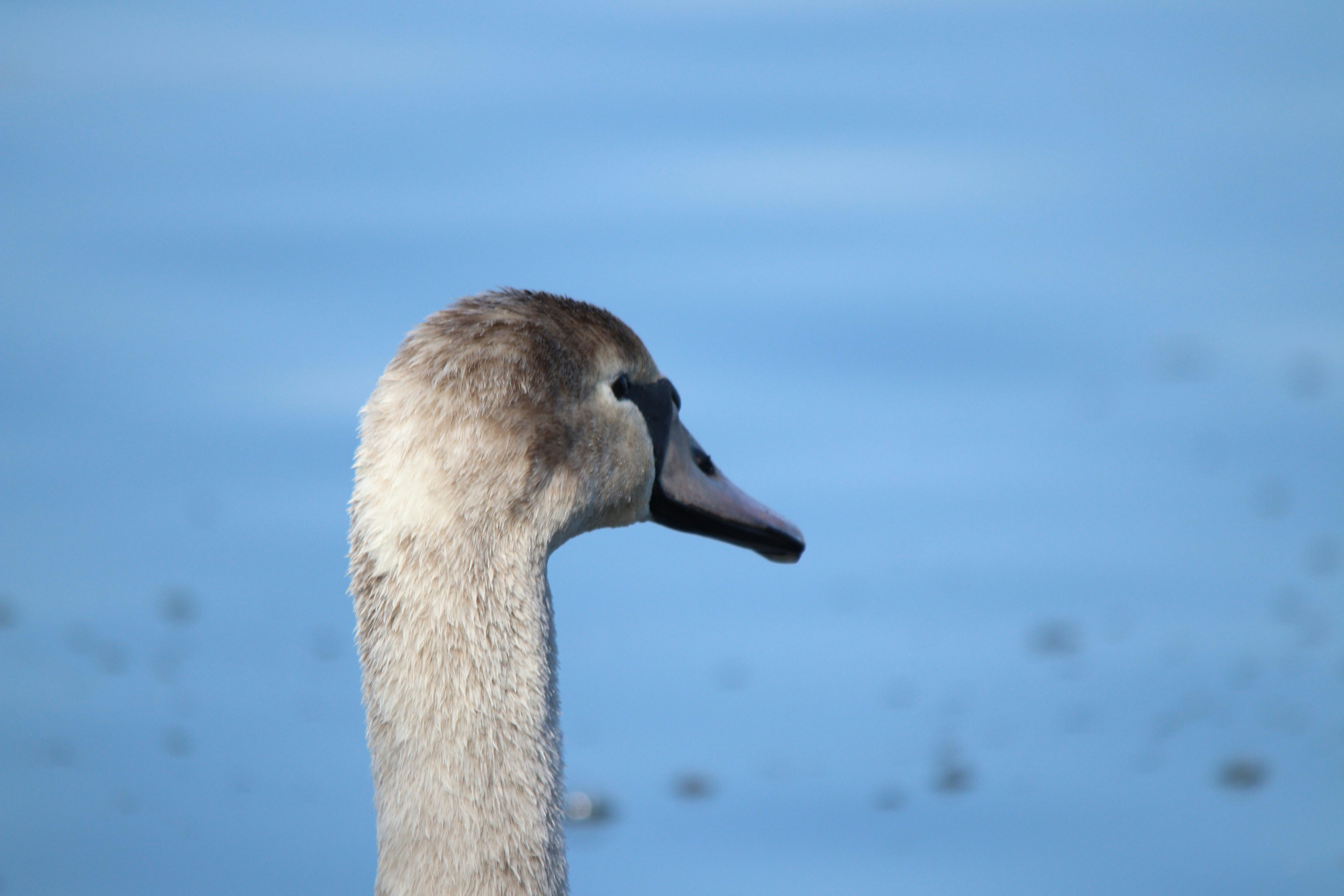 Photo by fotografialuivlad