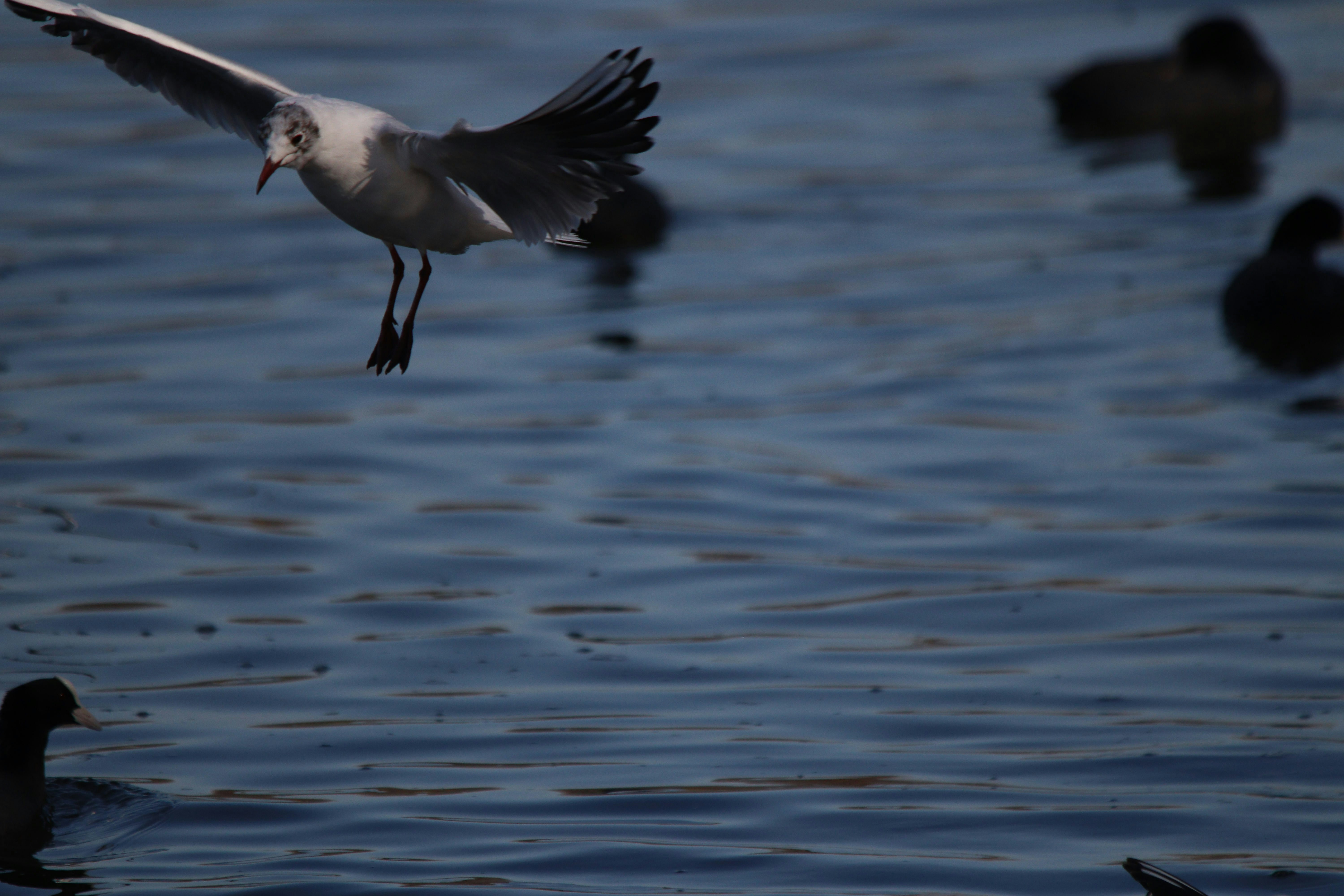 Photo by fotografialuivlad