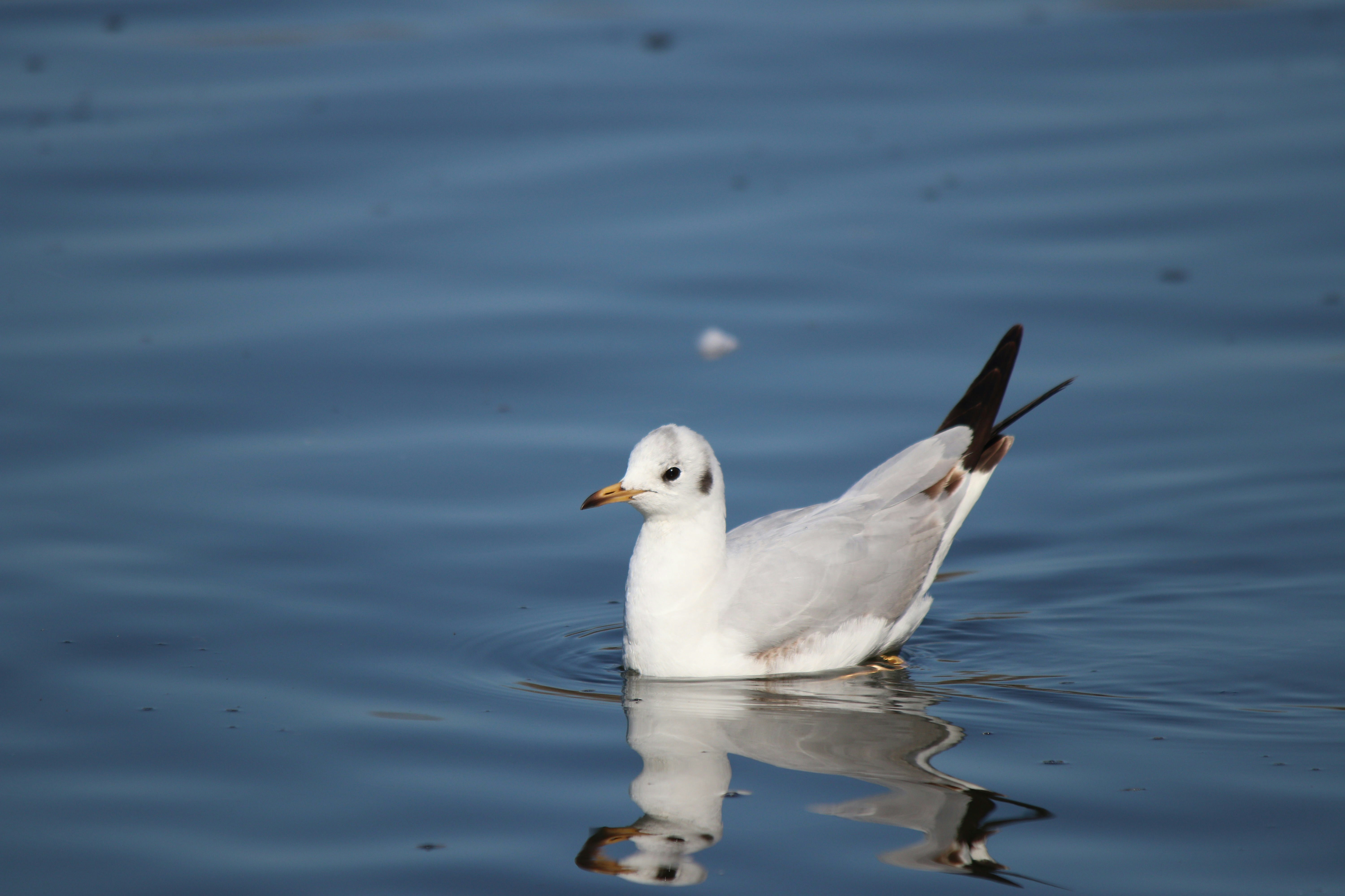 Photo by fotografialuivlad