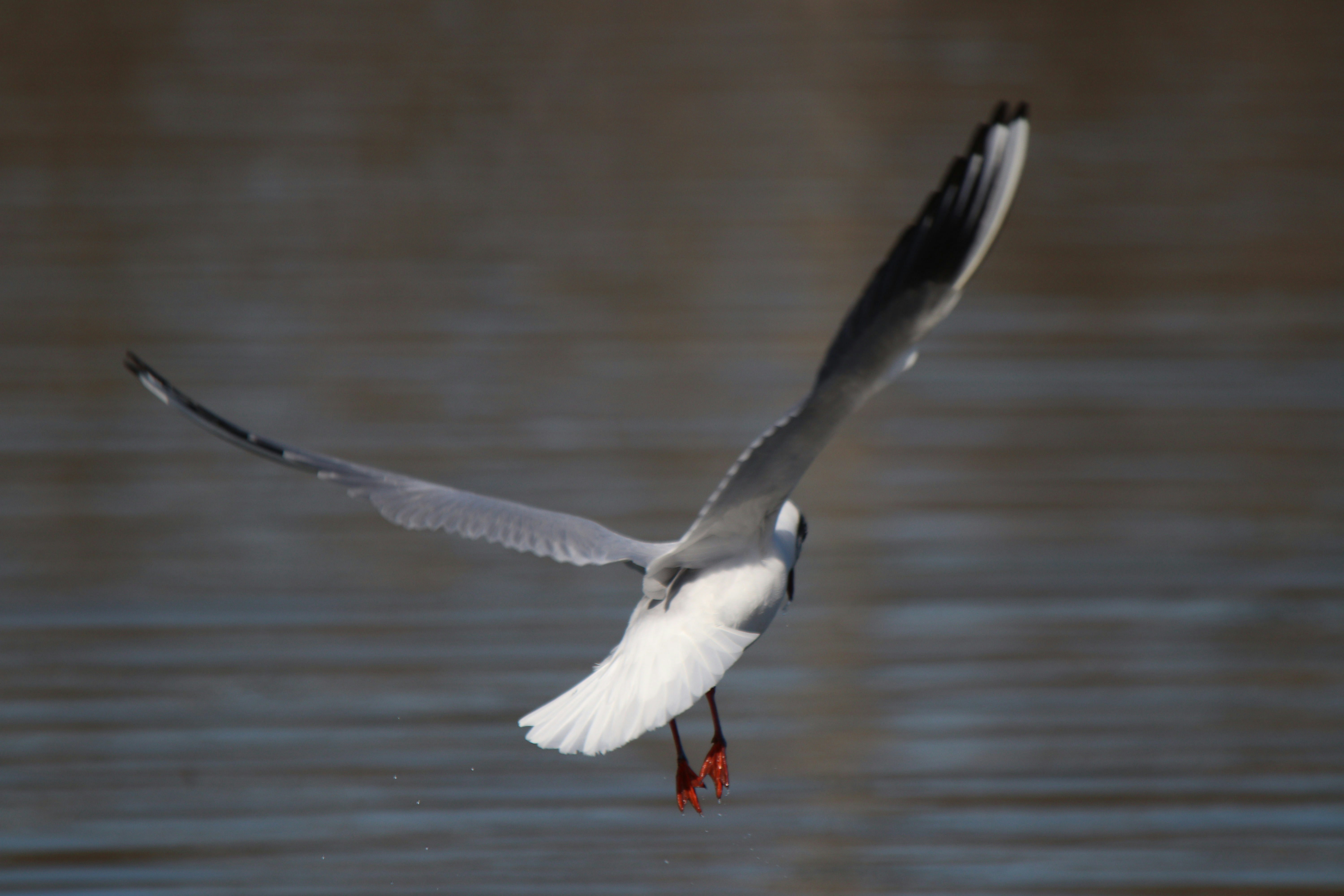 Photo by fotografialuivlad