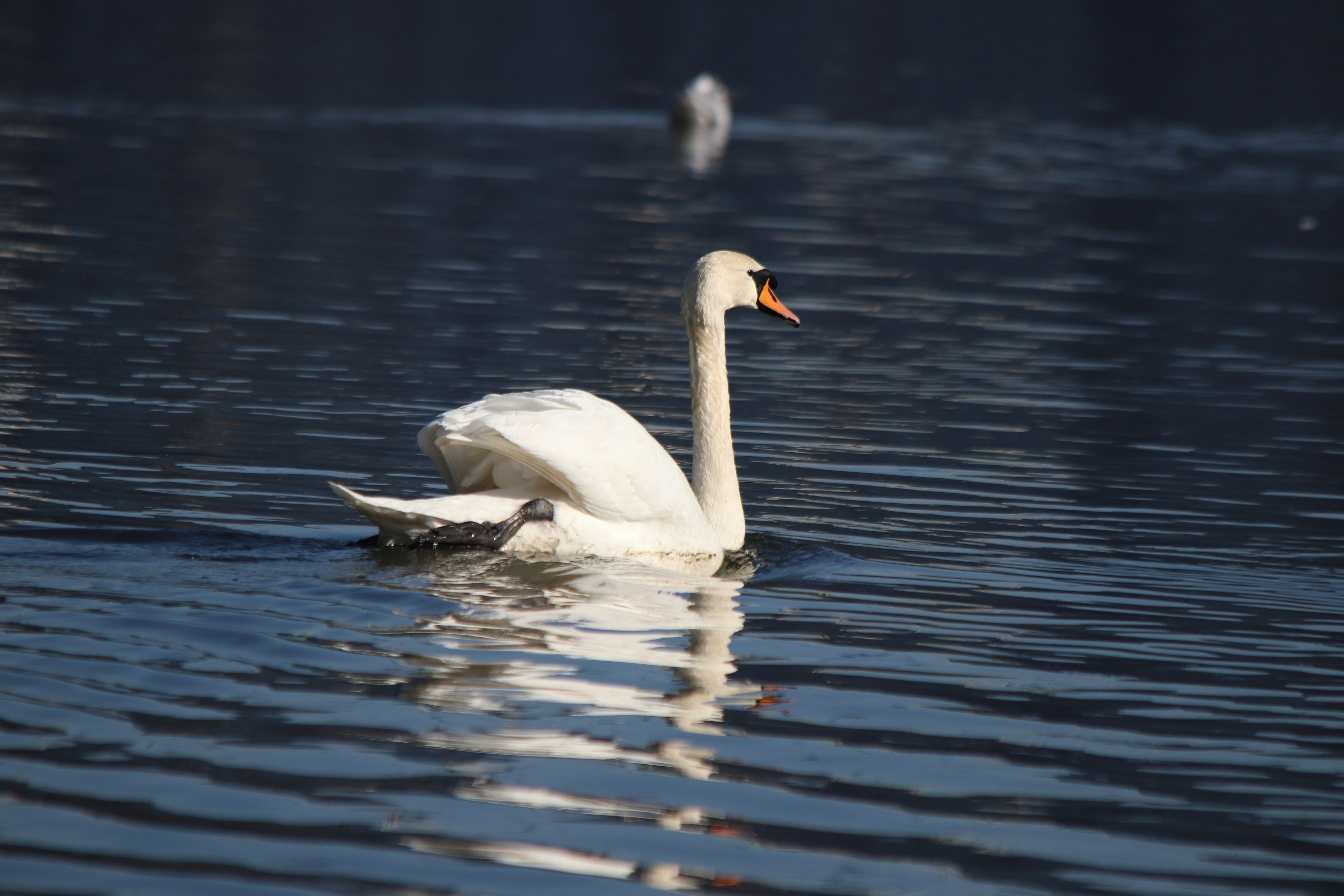 Photo by fotografialuivlad