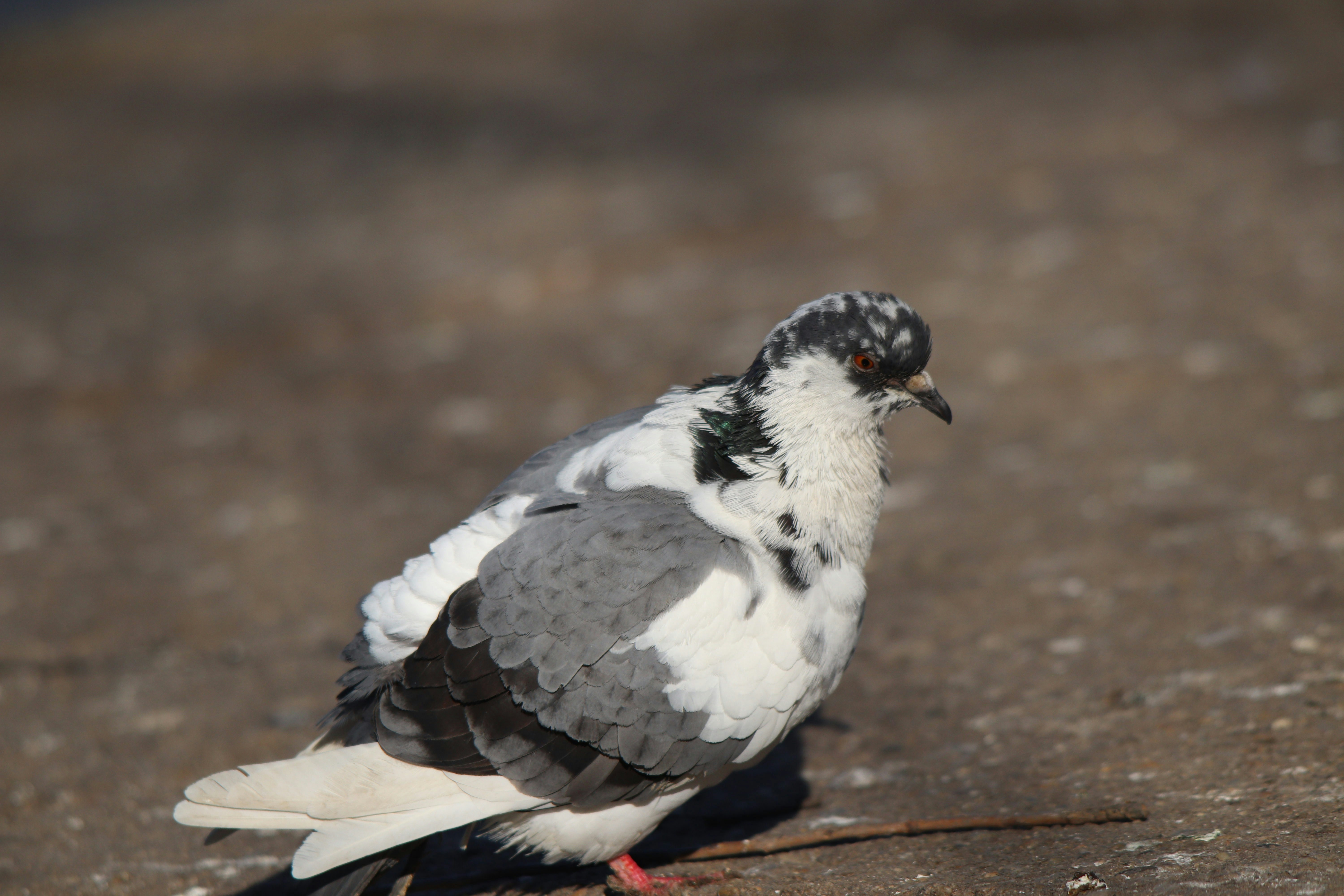 Photo by fotografialuivlad