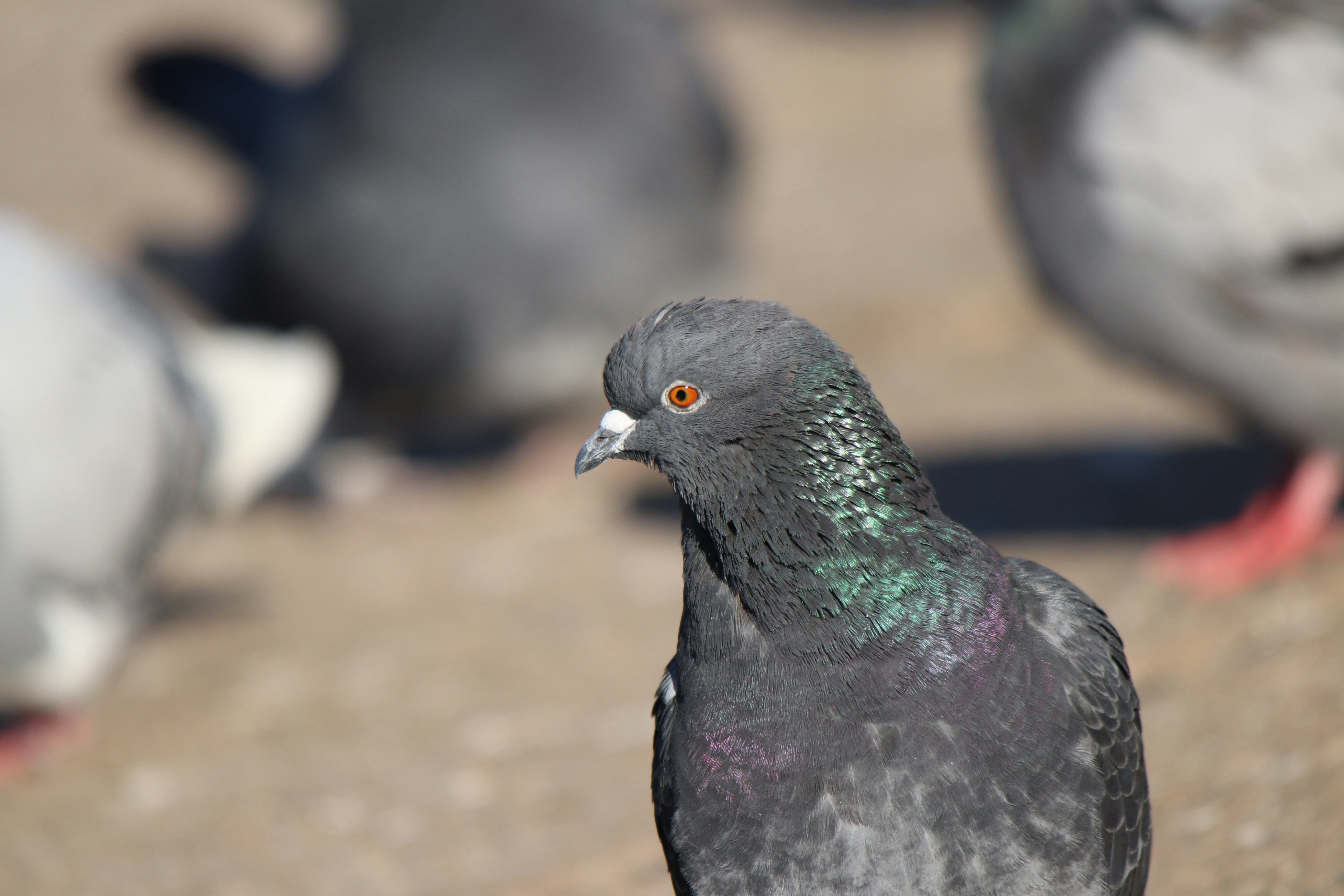 Photo by fotografialuivlad