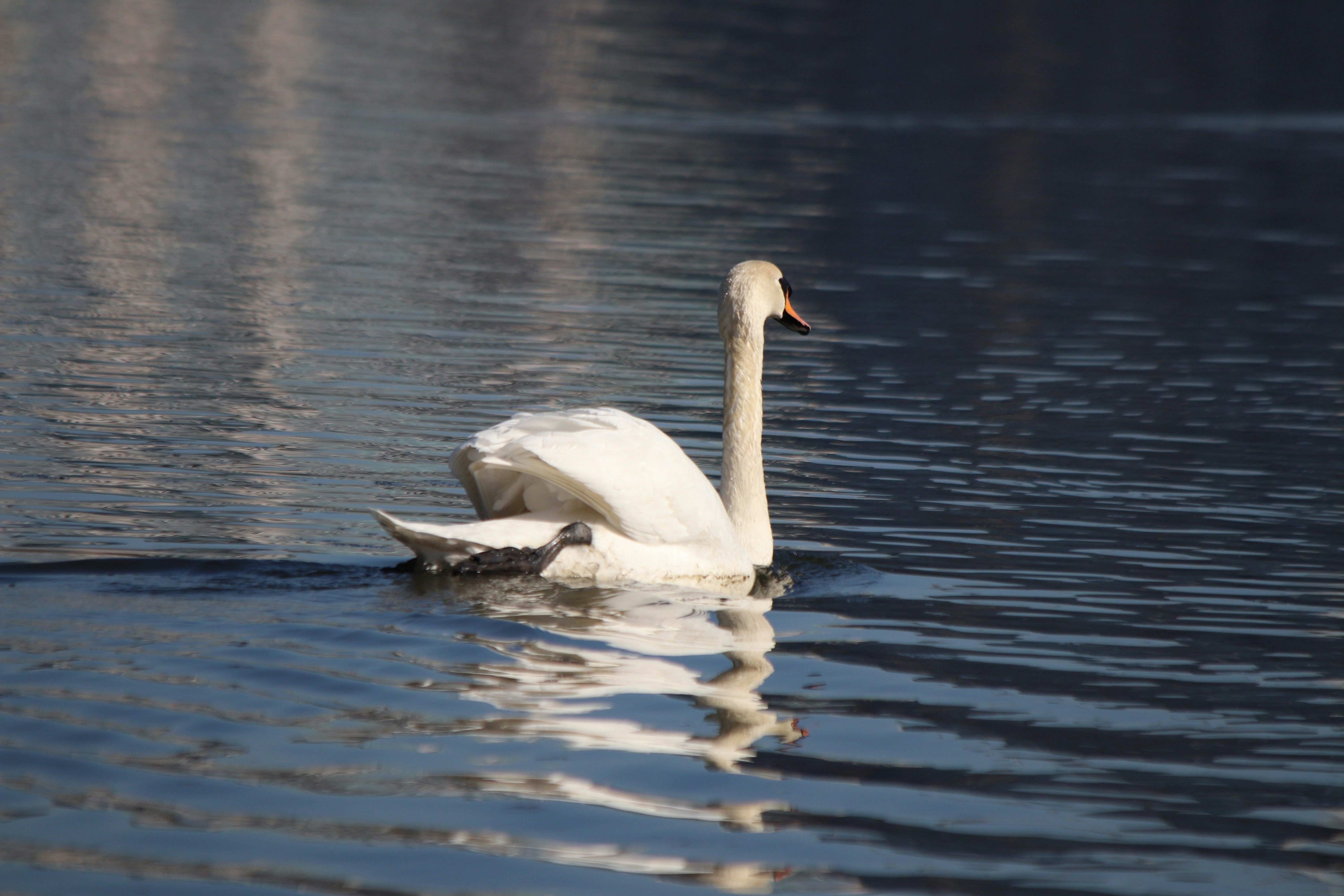 Photo by fotografialuivlad