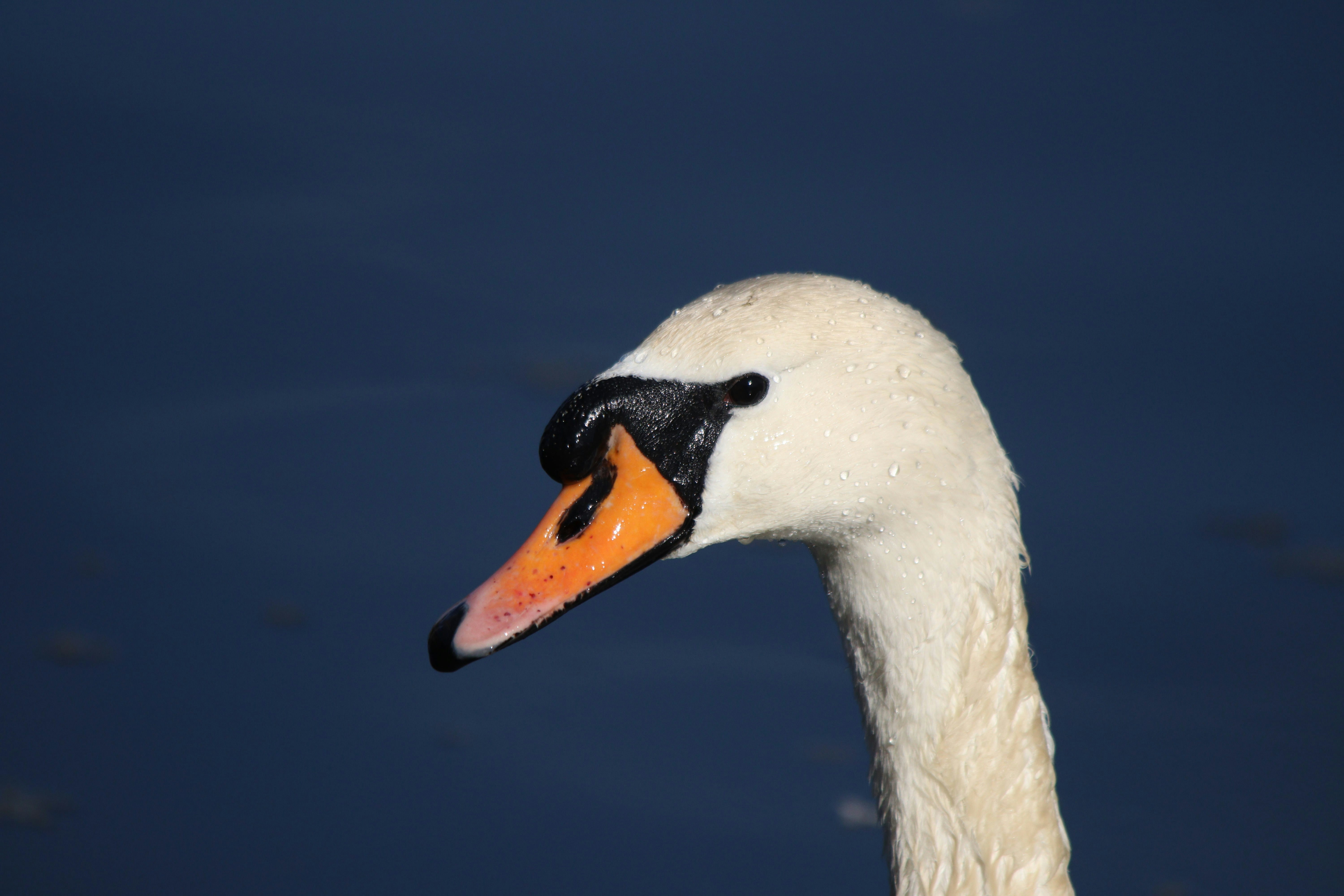 Photo by fotografialuivlad