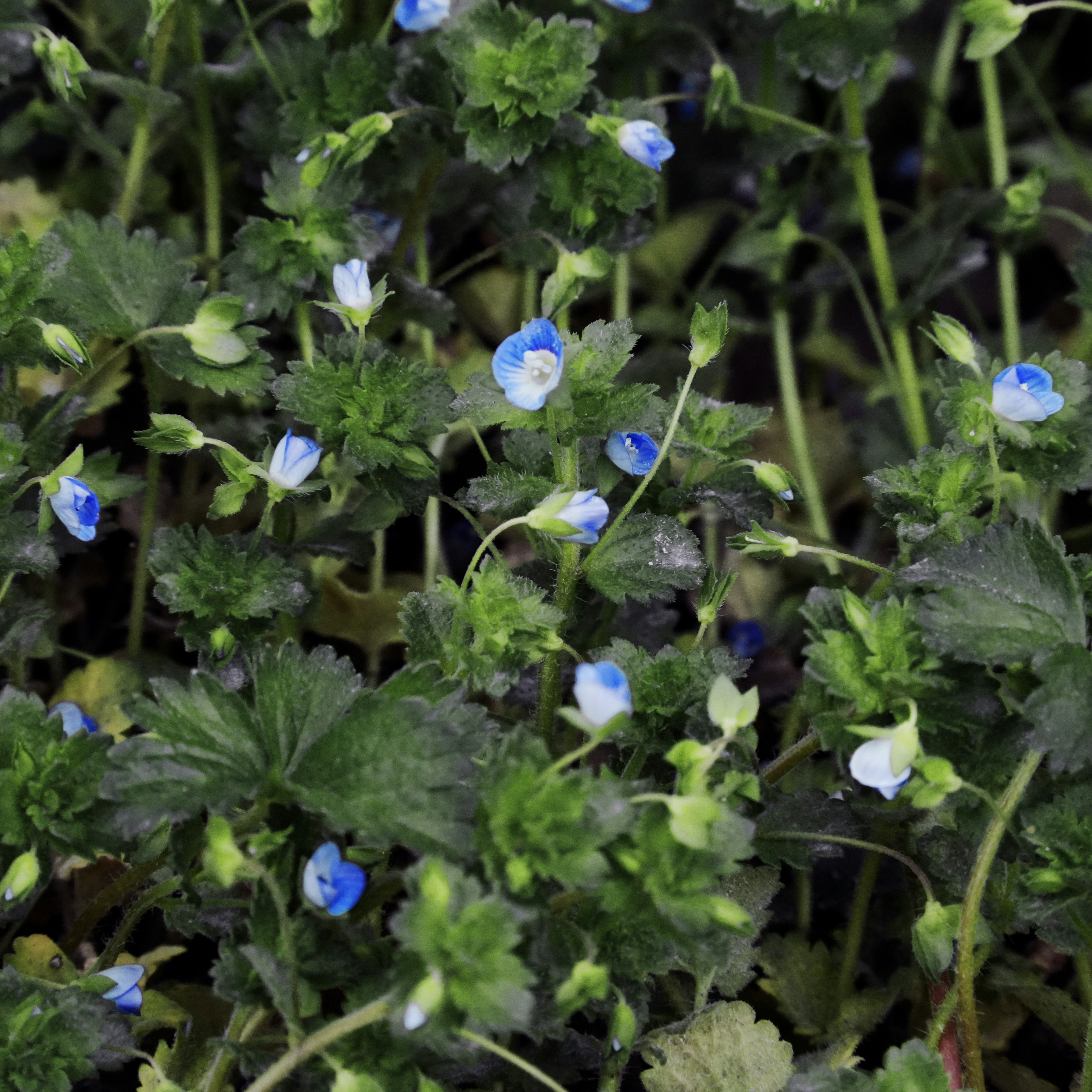 Bunga-bunga biru kecil mekar di antara daun hijau.