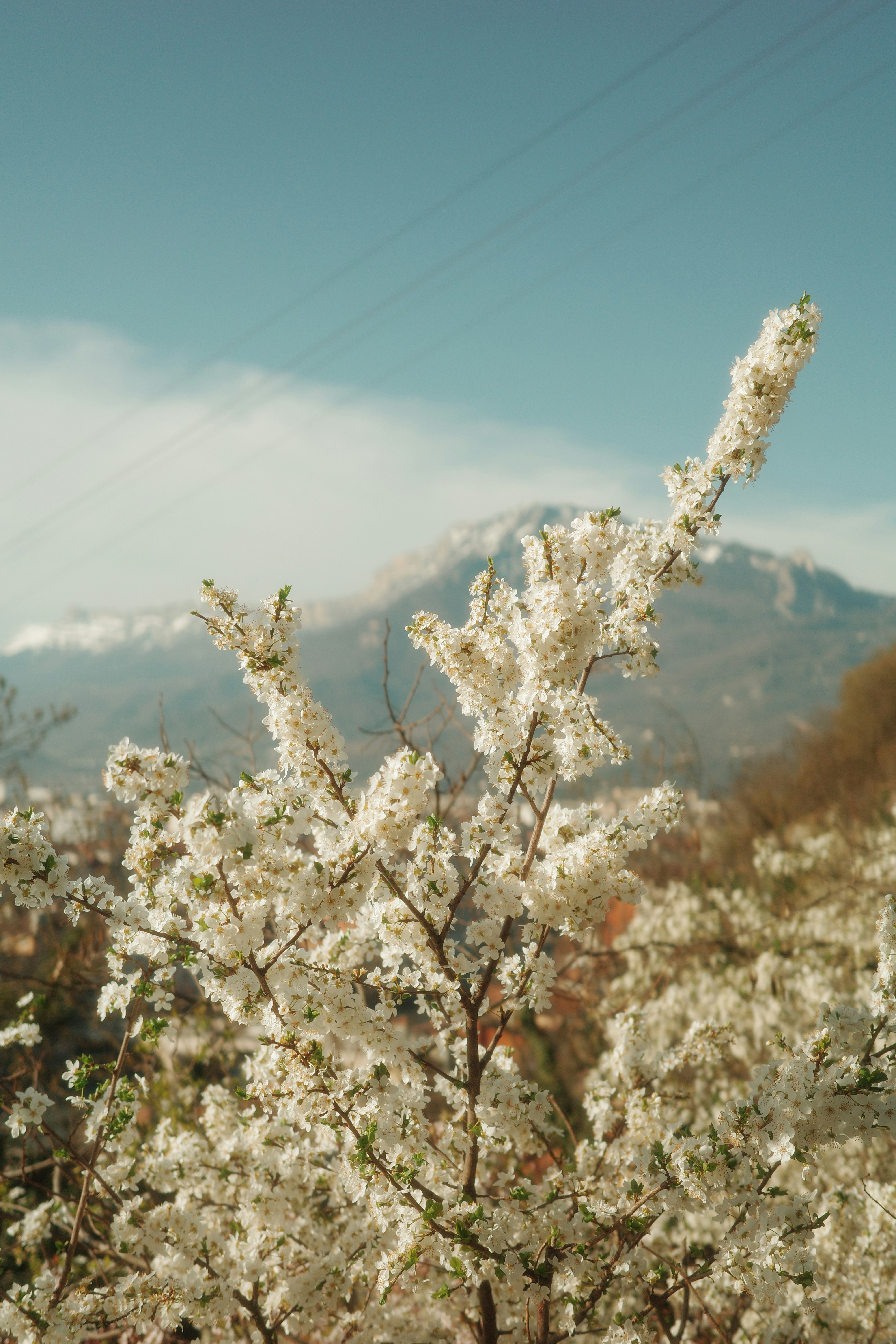 White blossoms on a tree with mountains behind