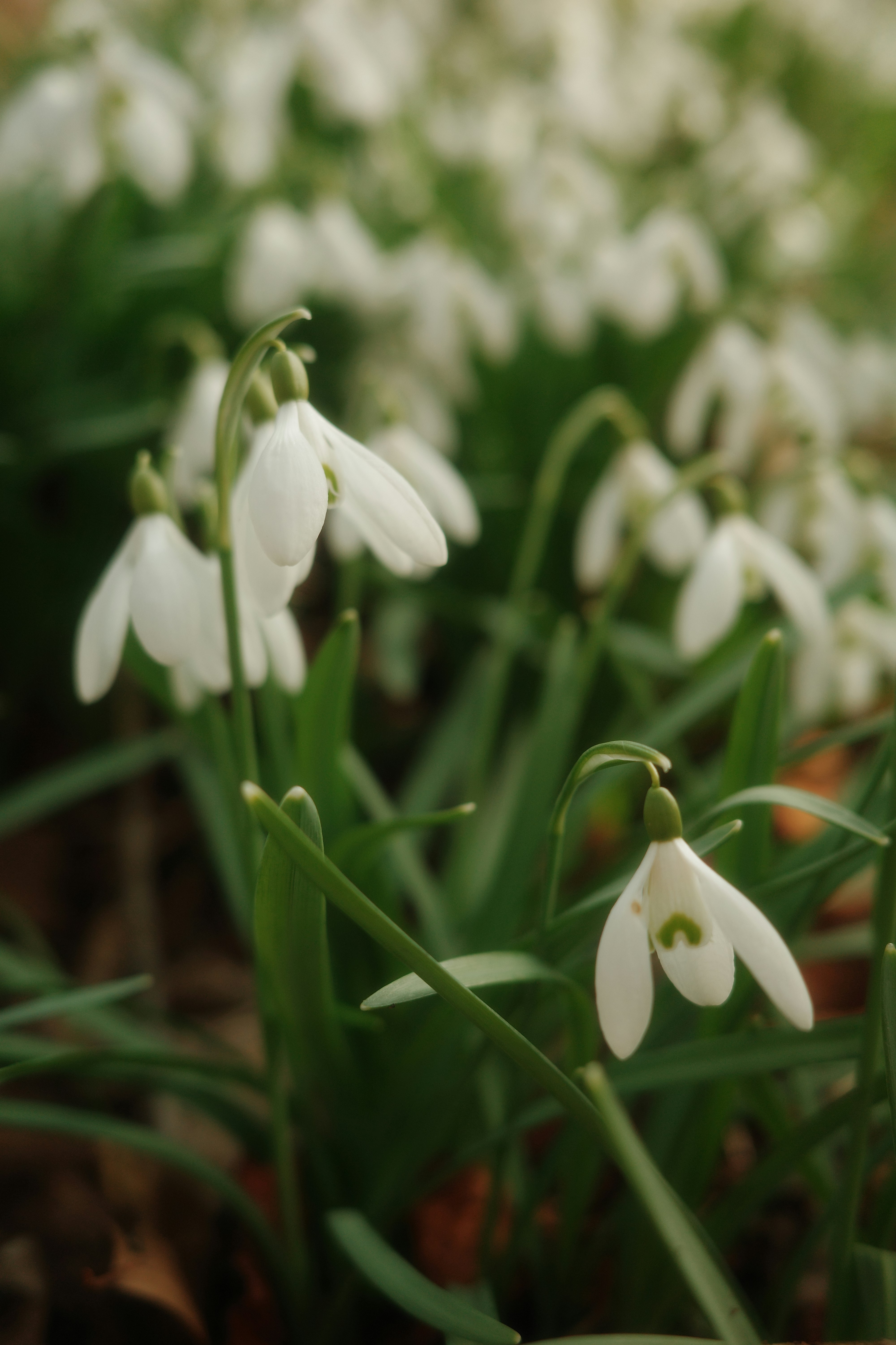 Photo by cgomreephoto