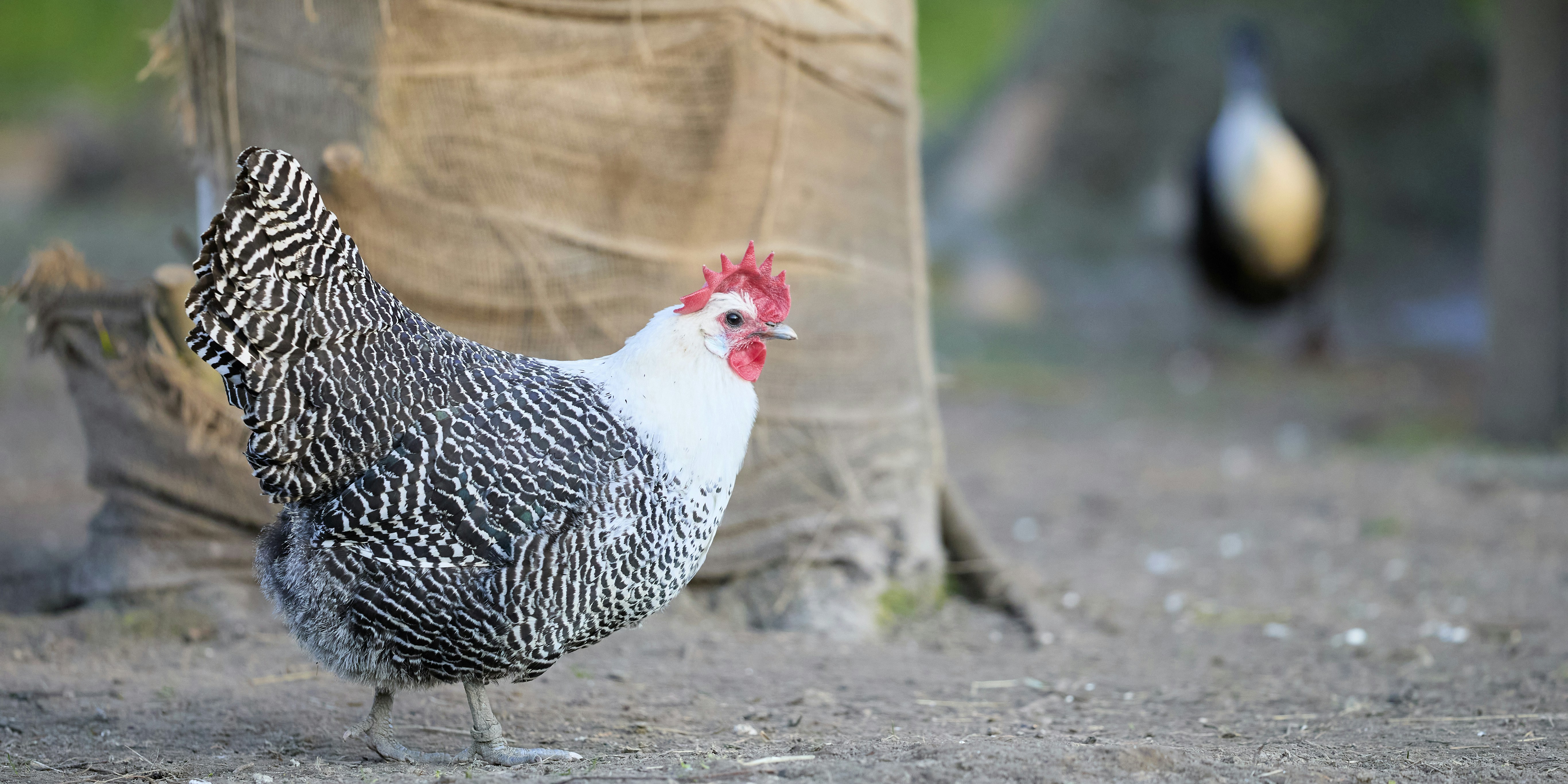 Photo by erwinbosman