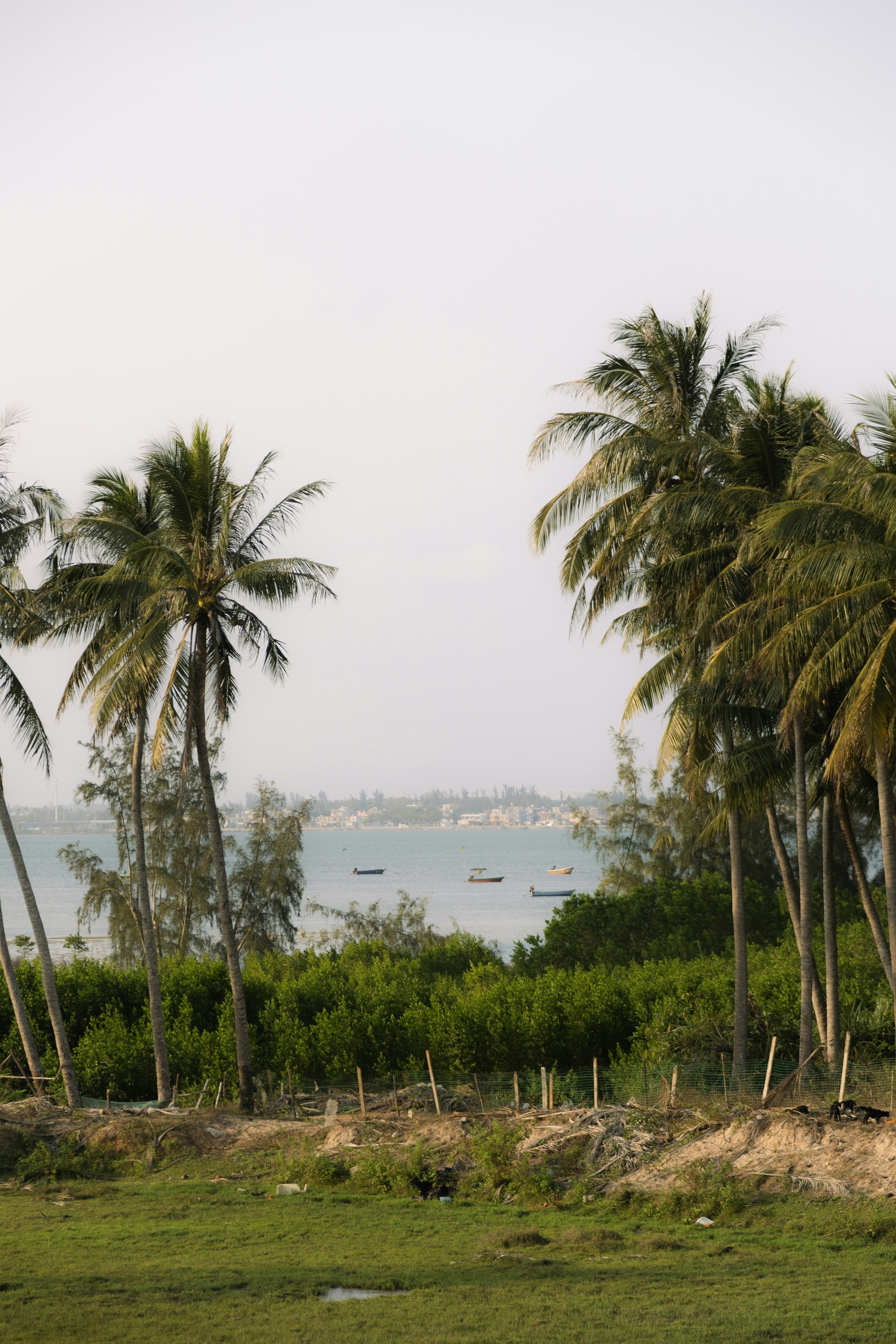 ヤシの木が熱帯の海岸線に沿って並び、穏やかな海水が広がっています。