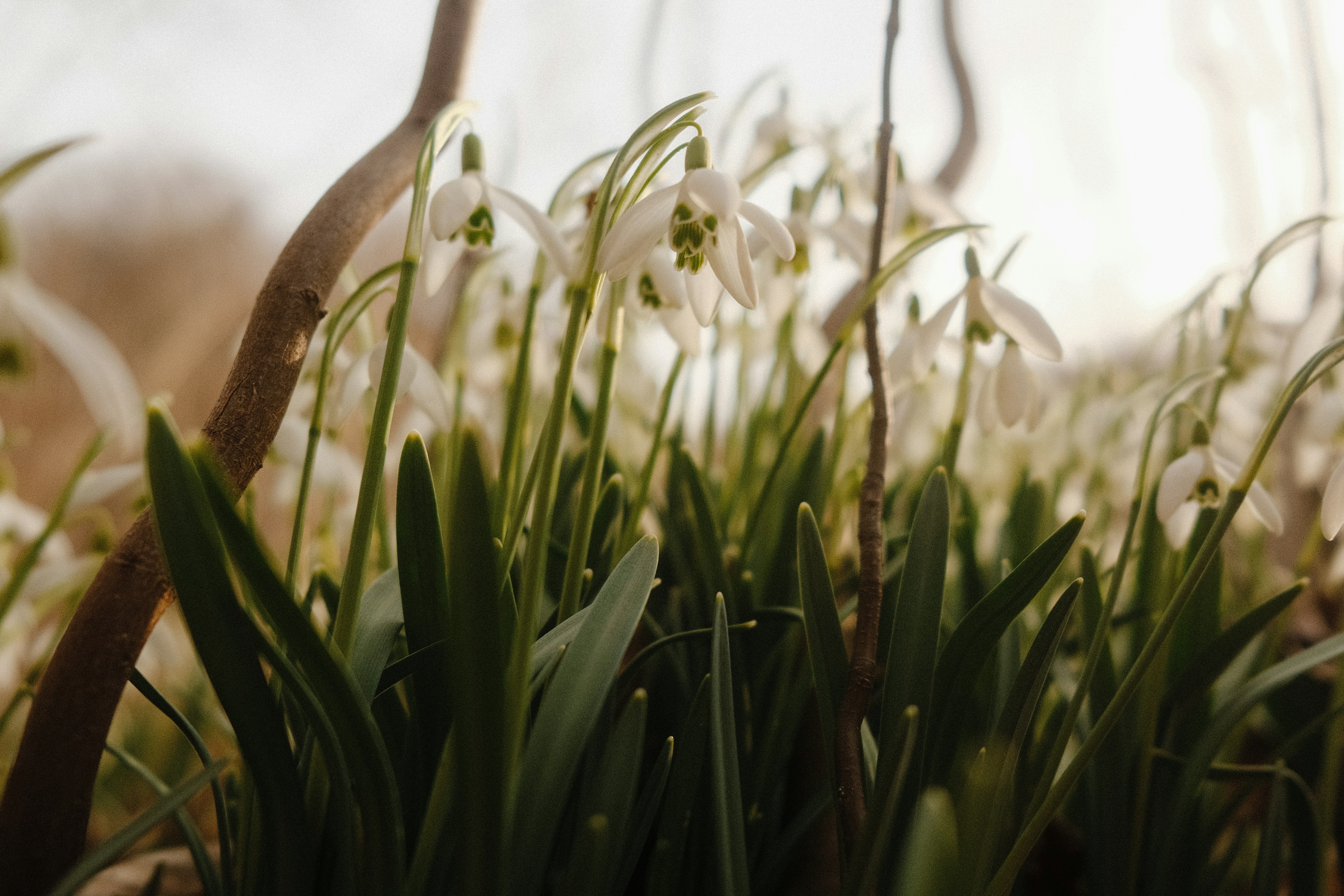 Un racimo de delicadas flores blancas de campanilla en flor.