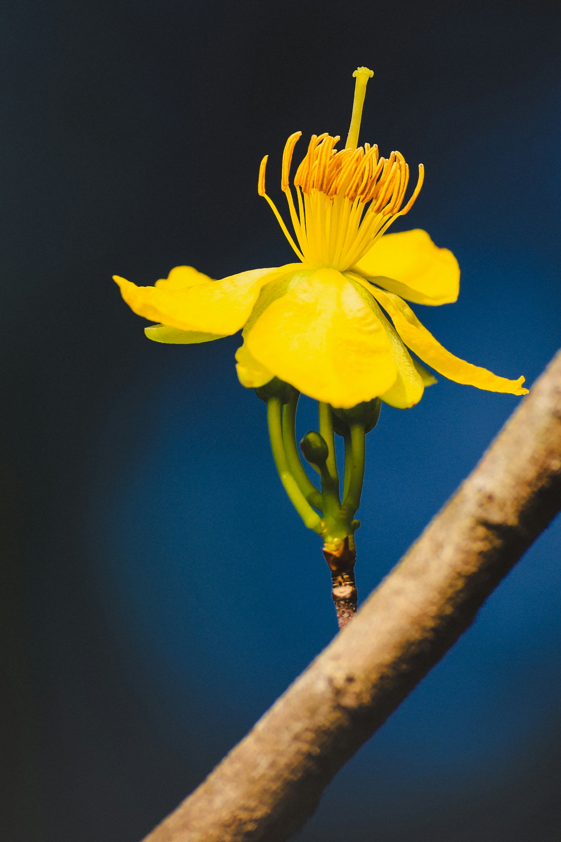 A single yellow flower blooms on a branch.