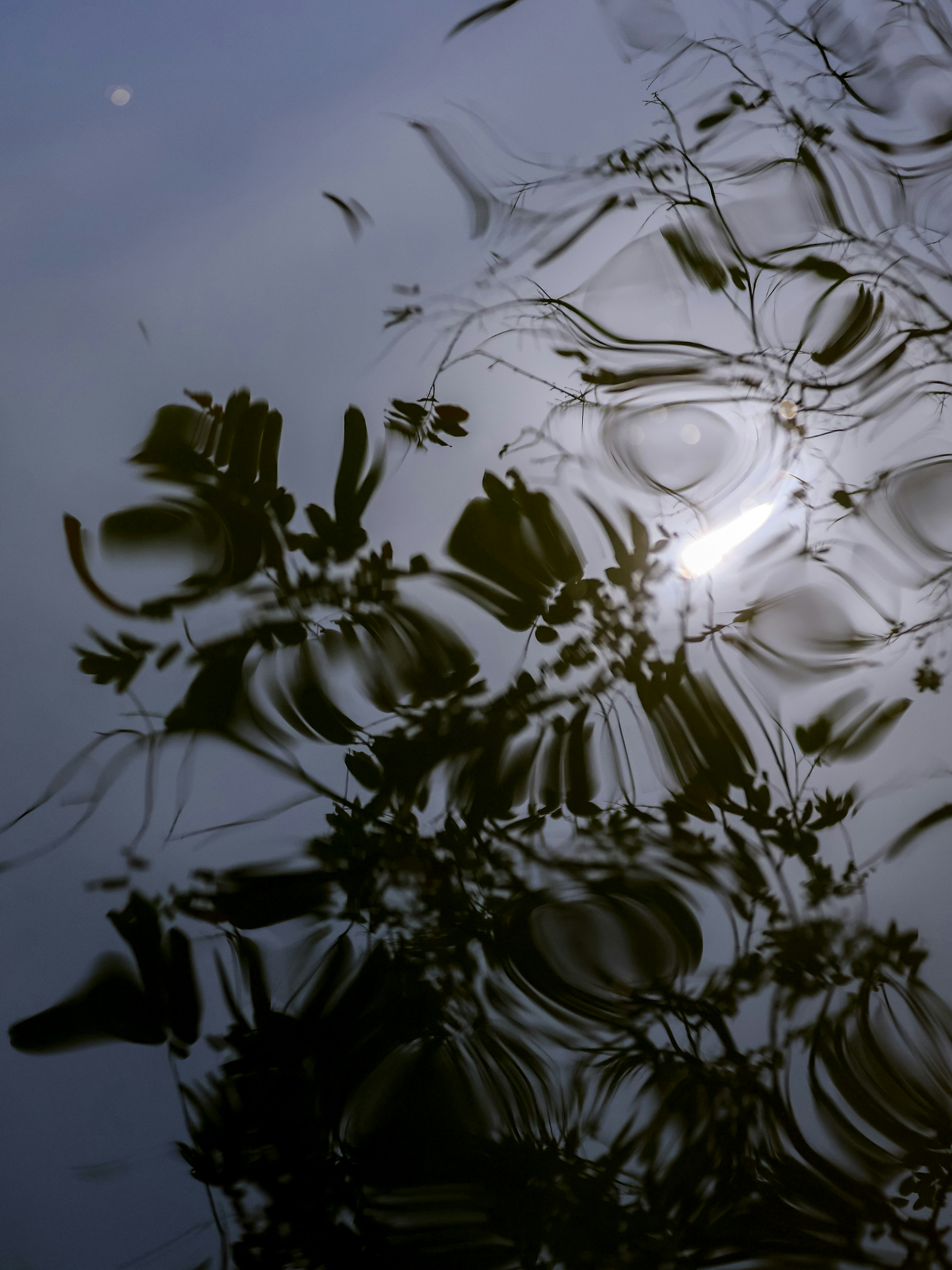 Reflection of tree branches and sunlight on rippling water.