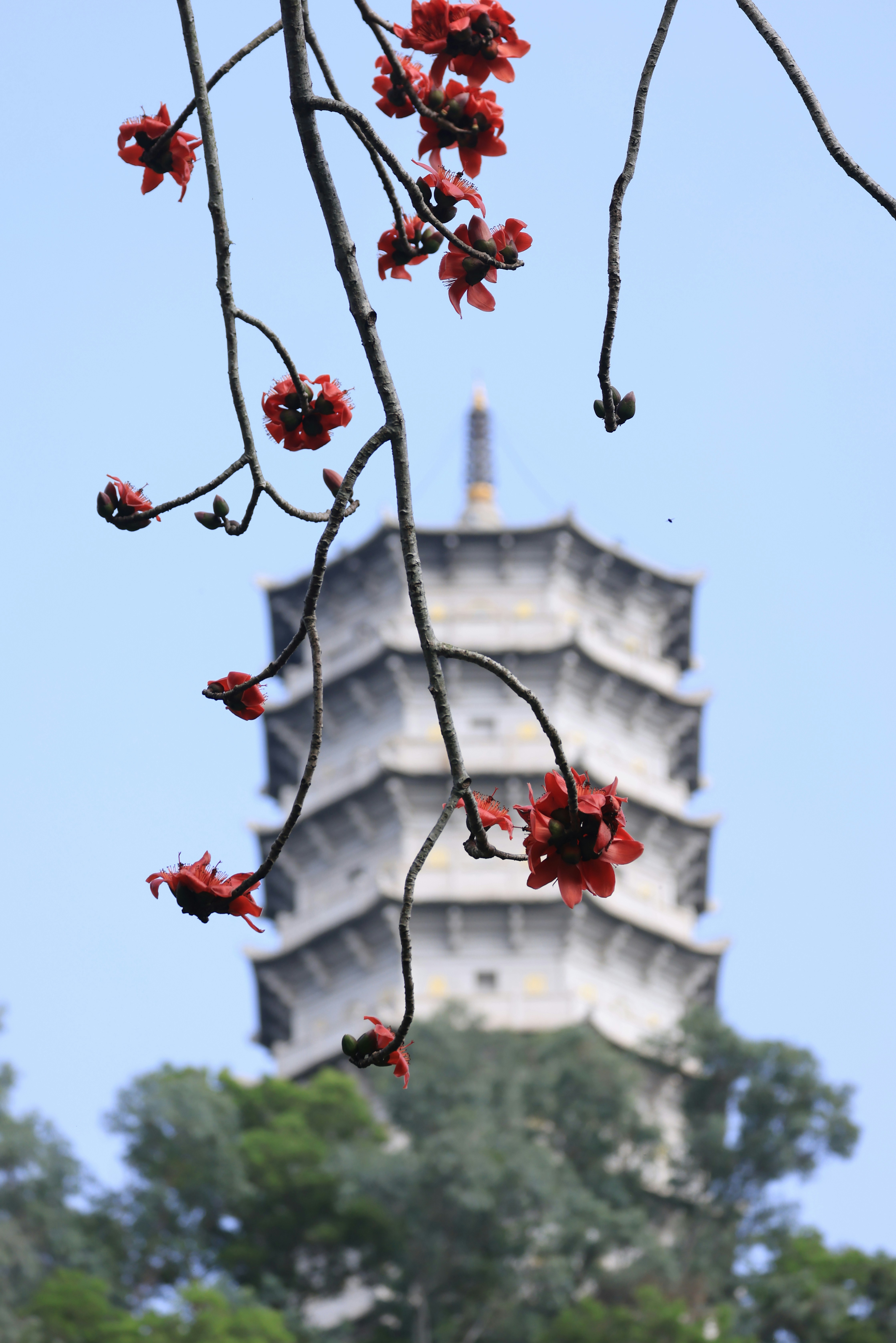Red flowers bloom on a branch with a pagoda behind.
