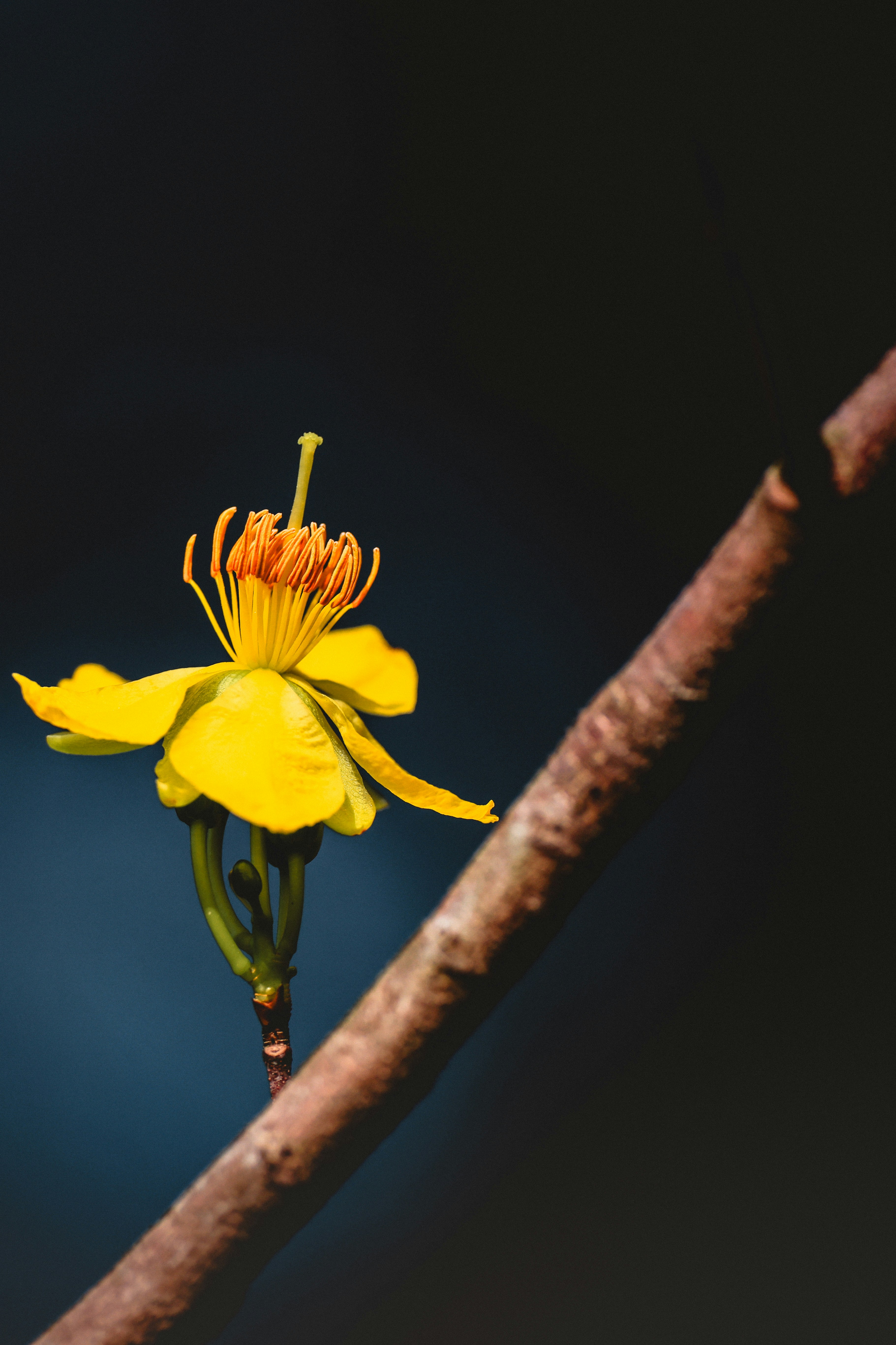 Photo by dickenslin76