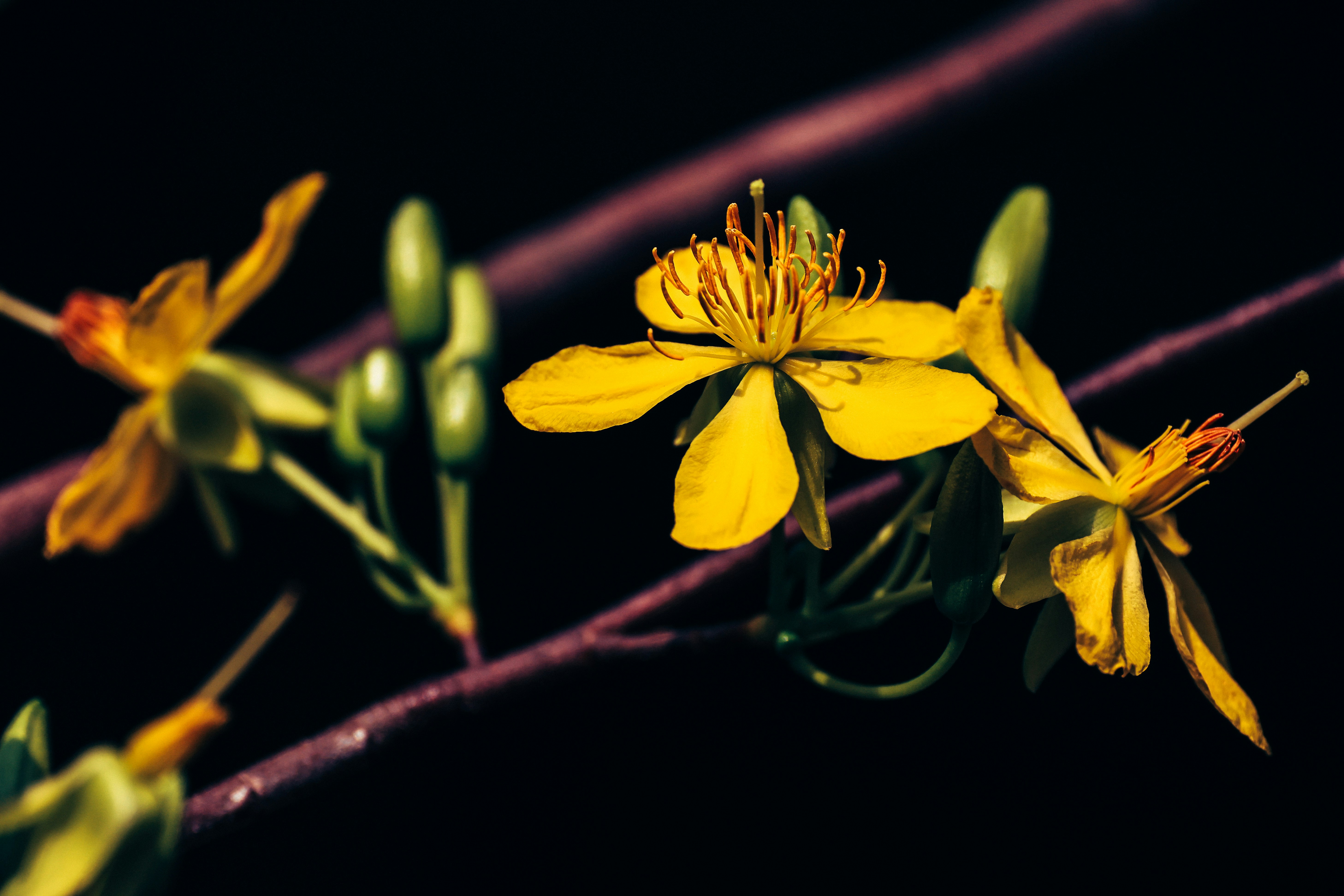 Several yellow flowers bloom on a dark background.
