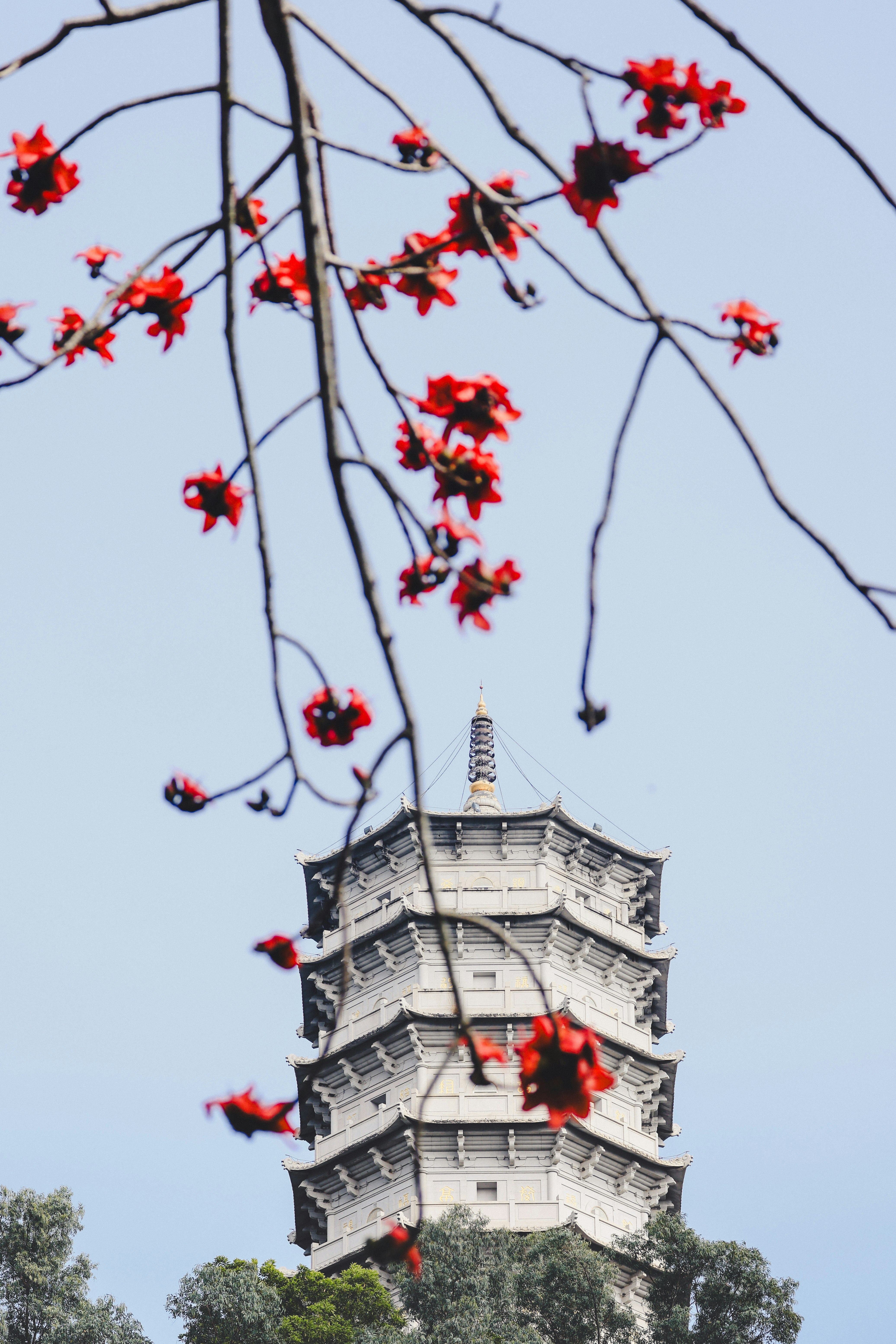 A pagoda tower seen through red blossoms and branches