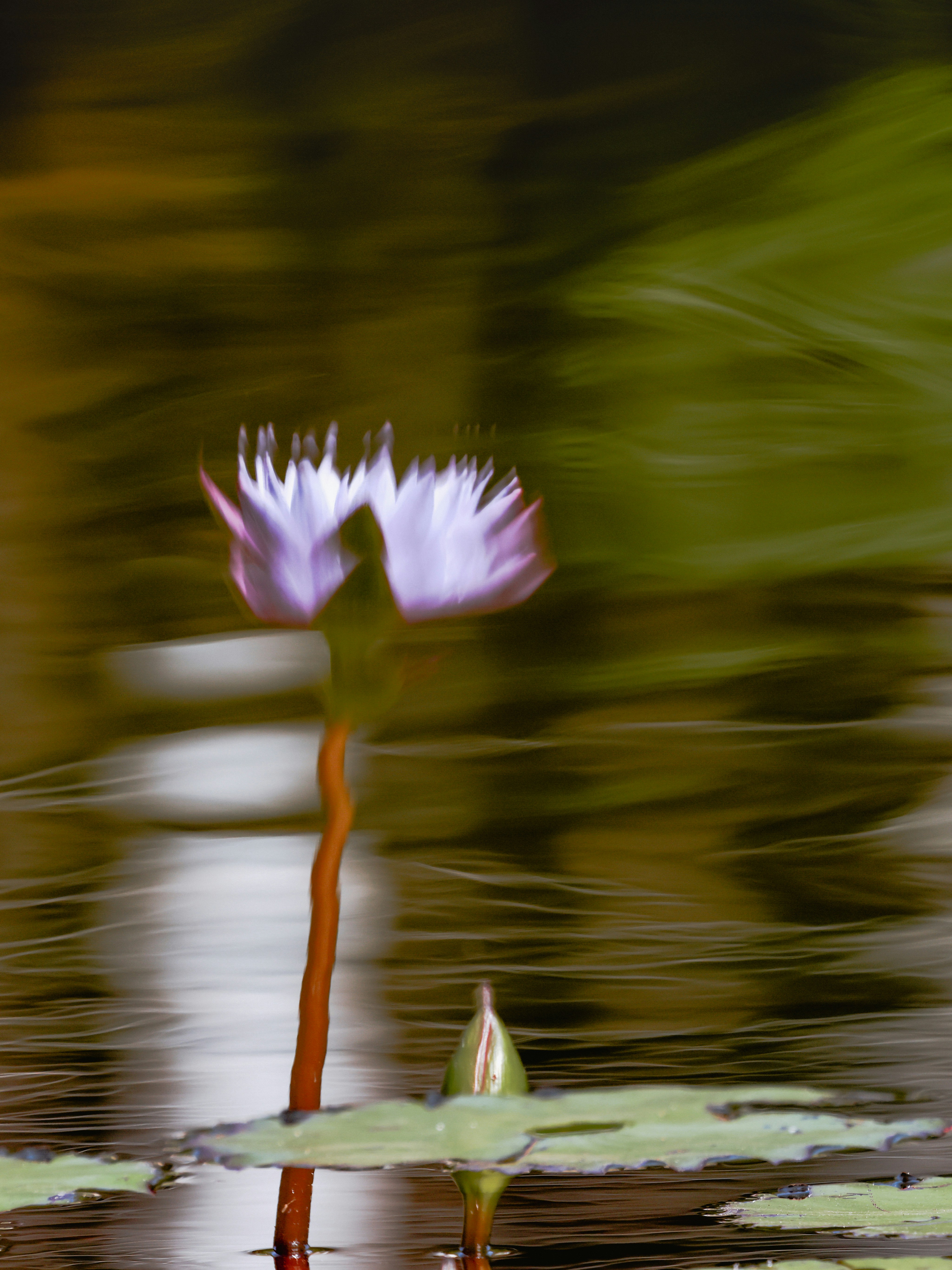 A purple water lily with a bud on water