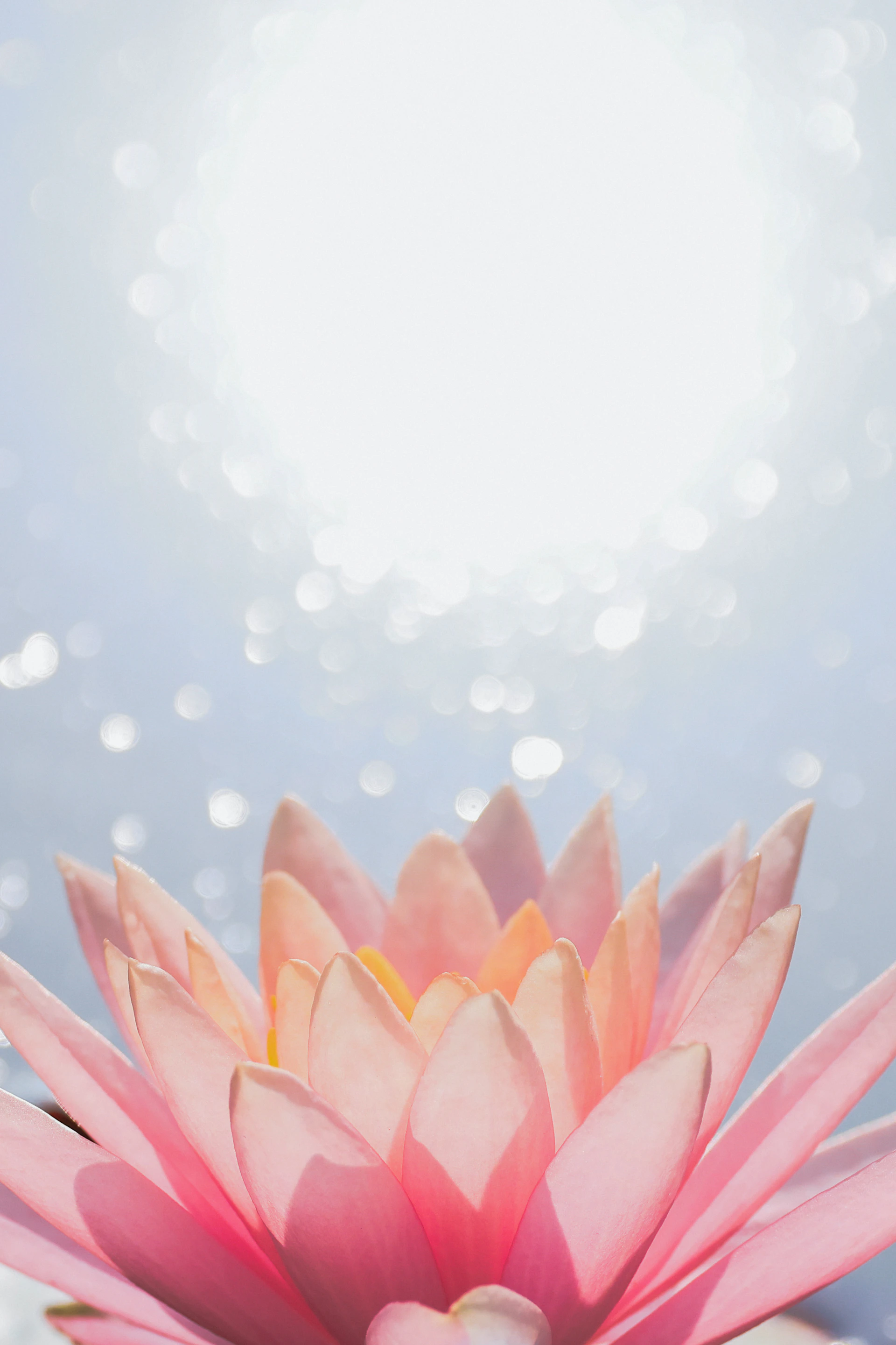 A beautiful pink water lily with sparkling water background