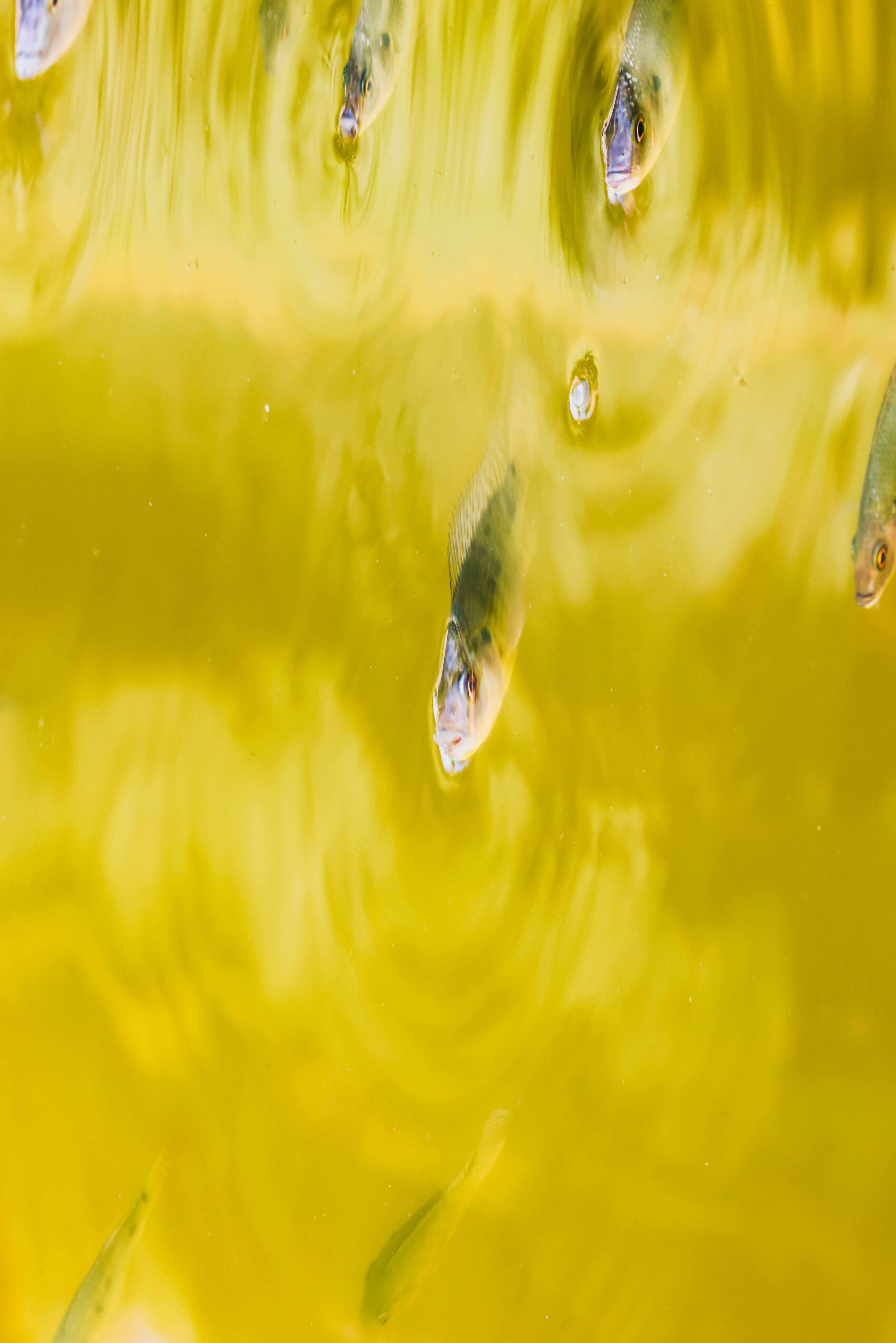 Several small fish swim in murky yellow water.