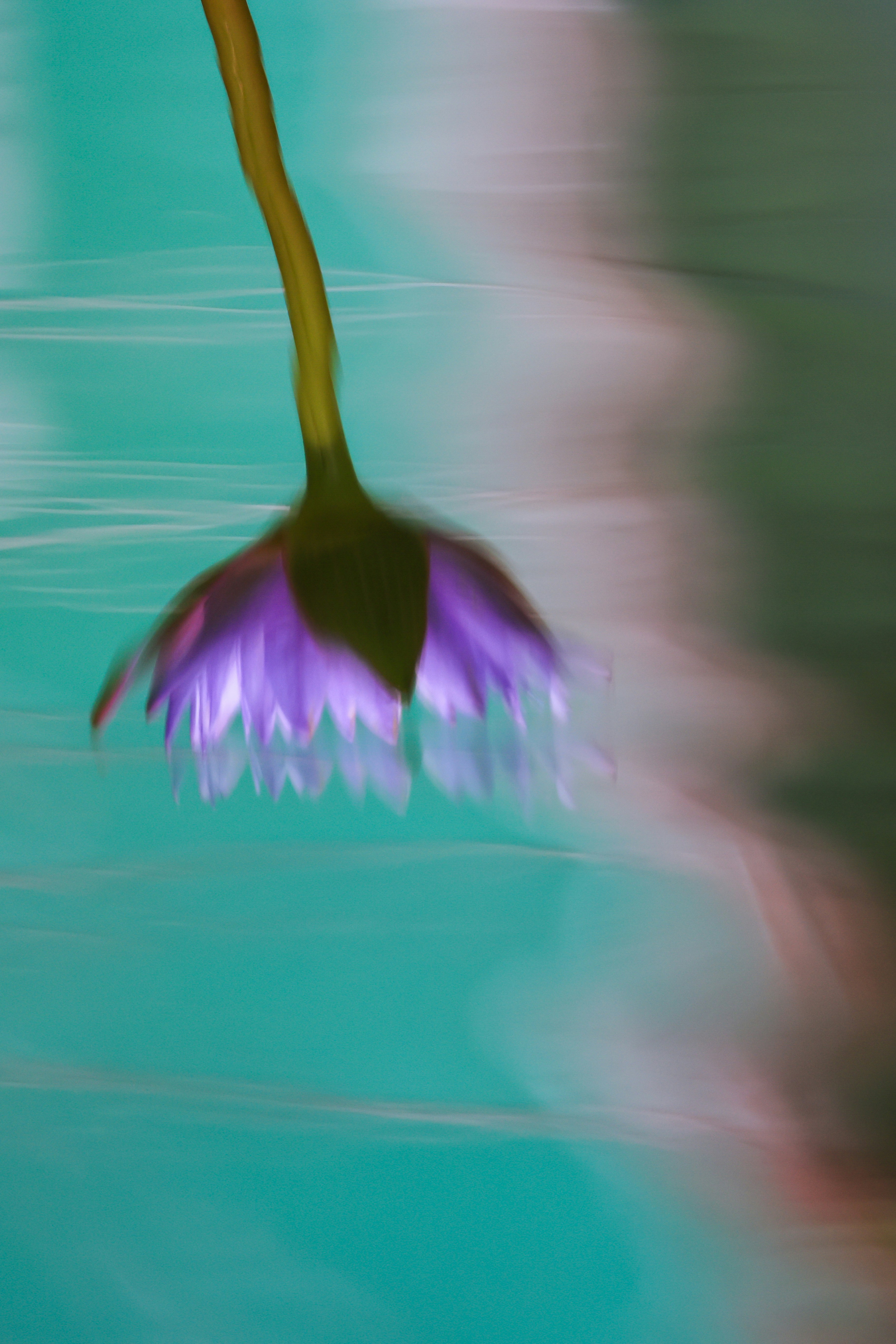 A purple flower floats on rippling turquoise water.
