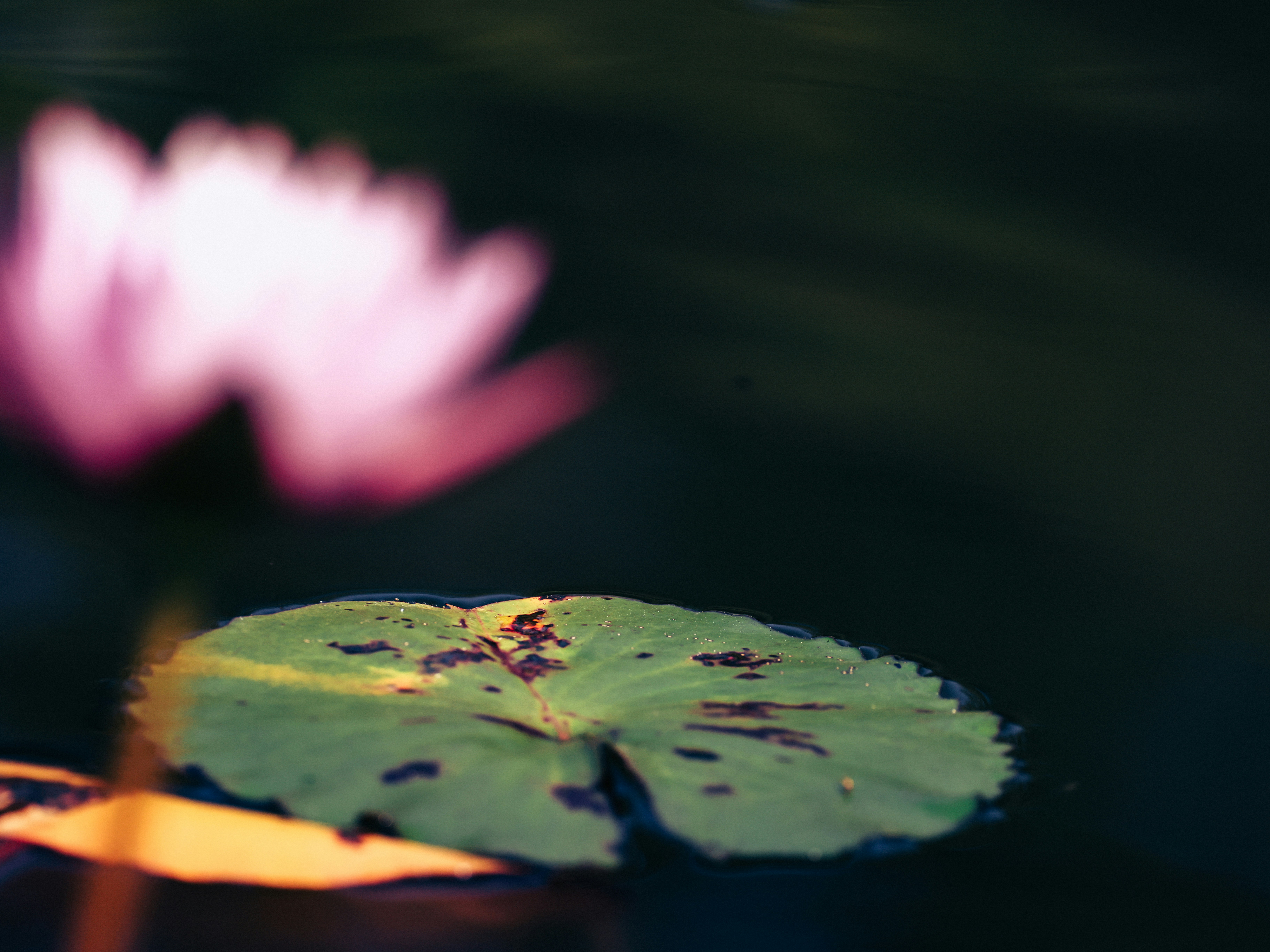 Photo by dickenslin76