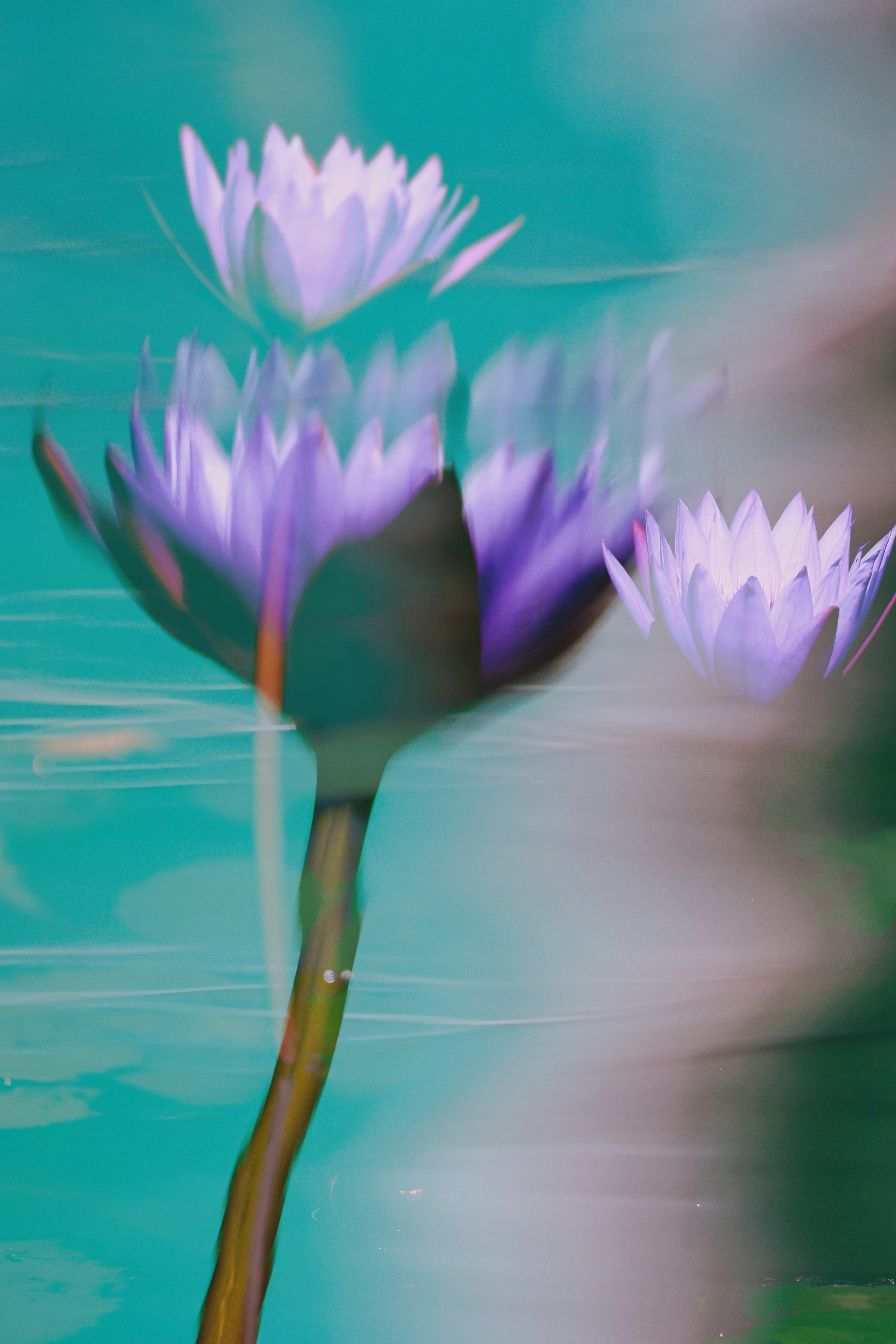 Photo of Purple water lilies reflected on tranquil water surface by DL314 Lin