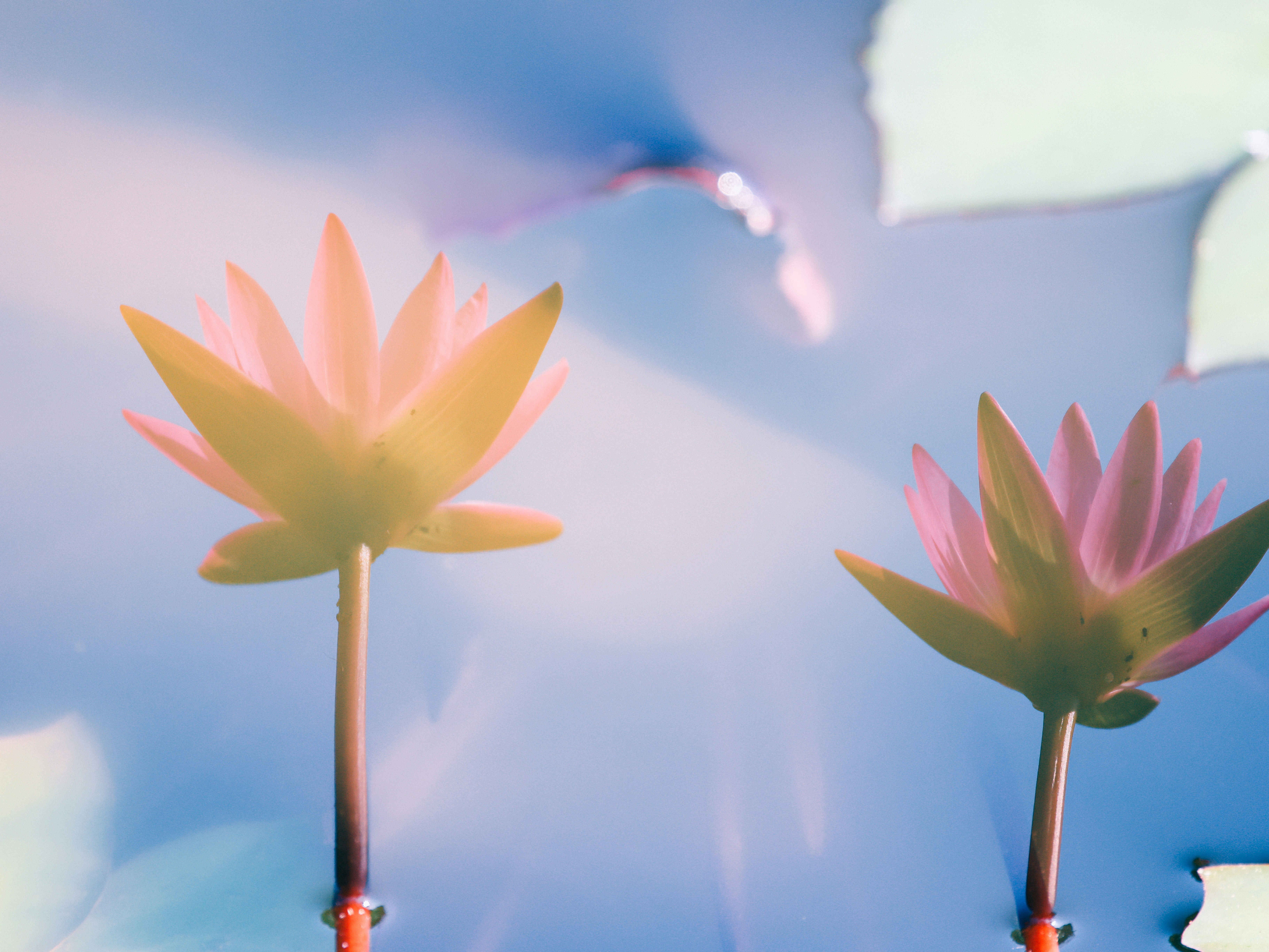 Two pink water lilies float on blue water