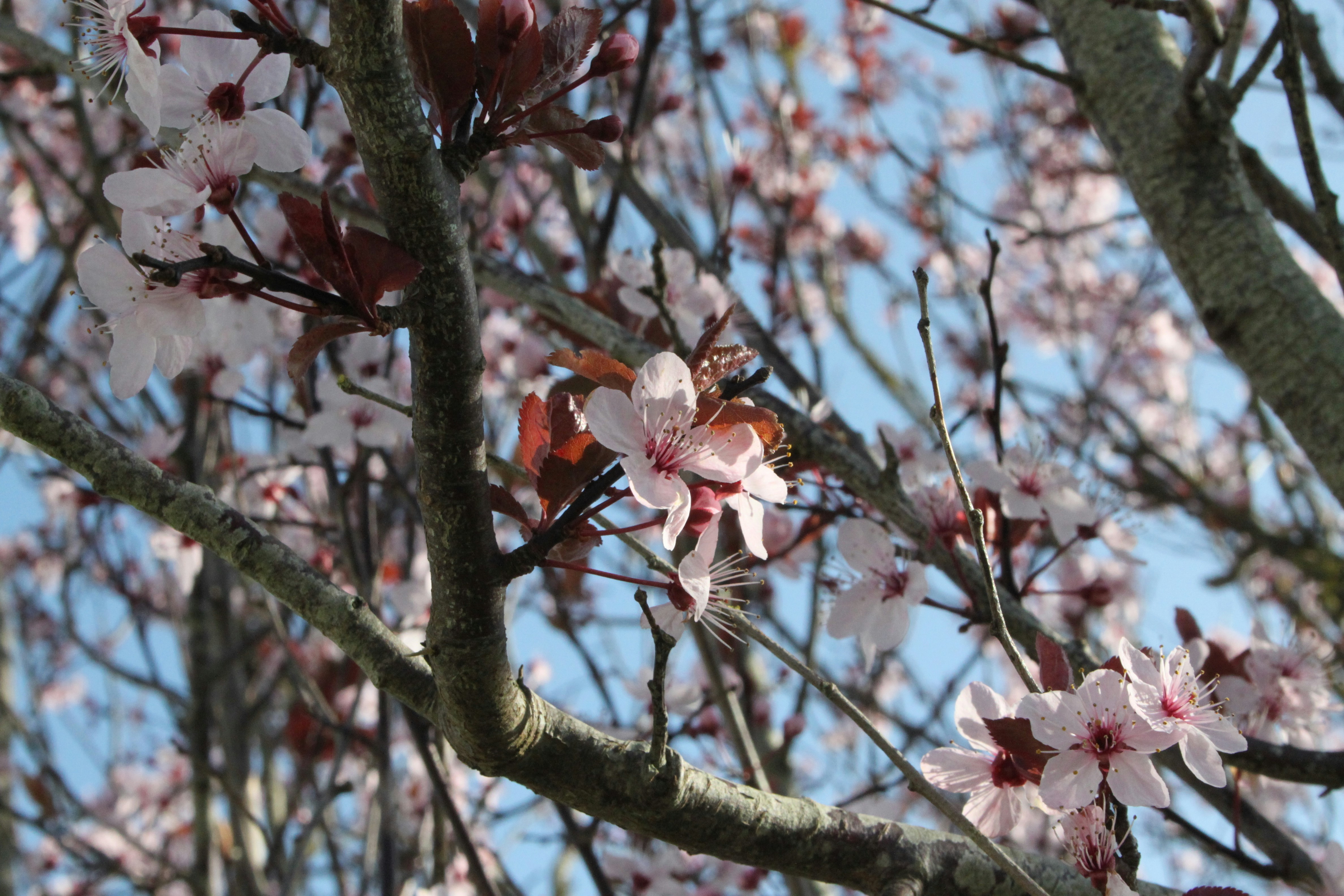 Pink cherry blossoms bloom on tree branches
