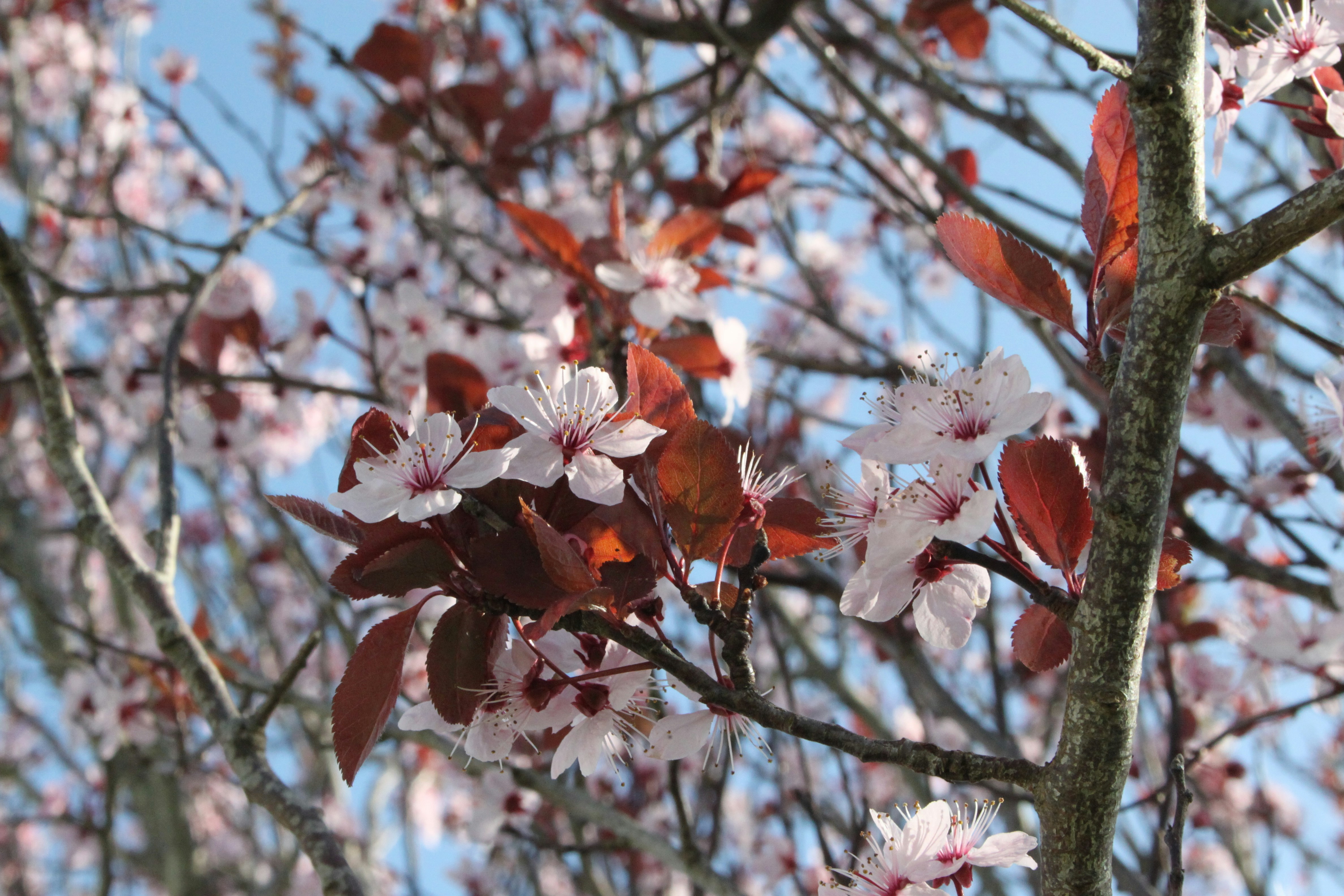 Pink cherry blossoms bloom on a tree branch.