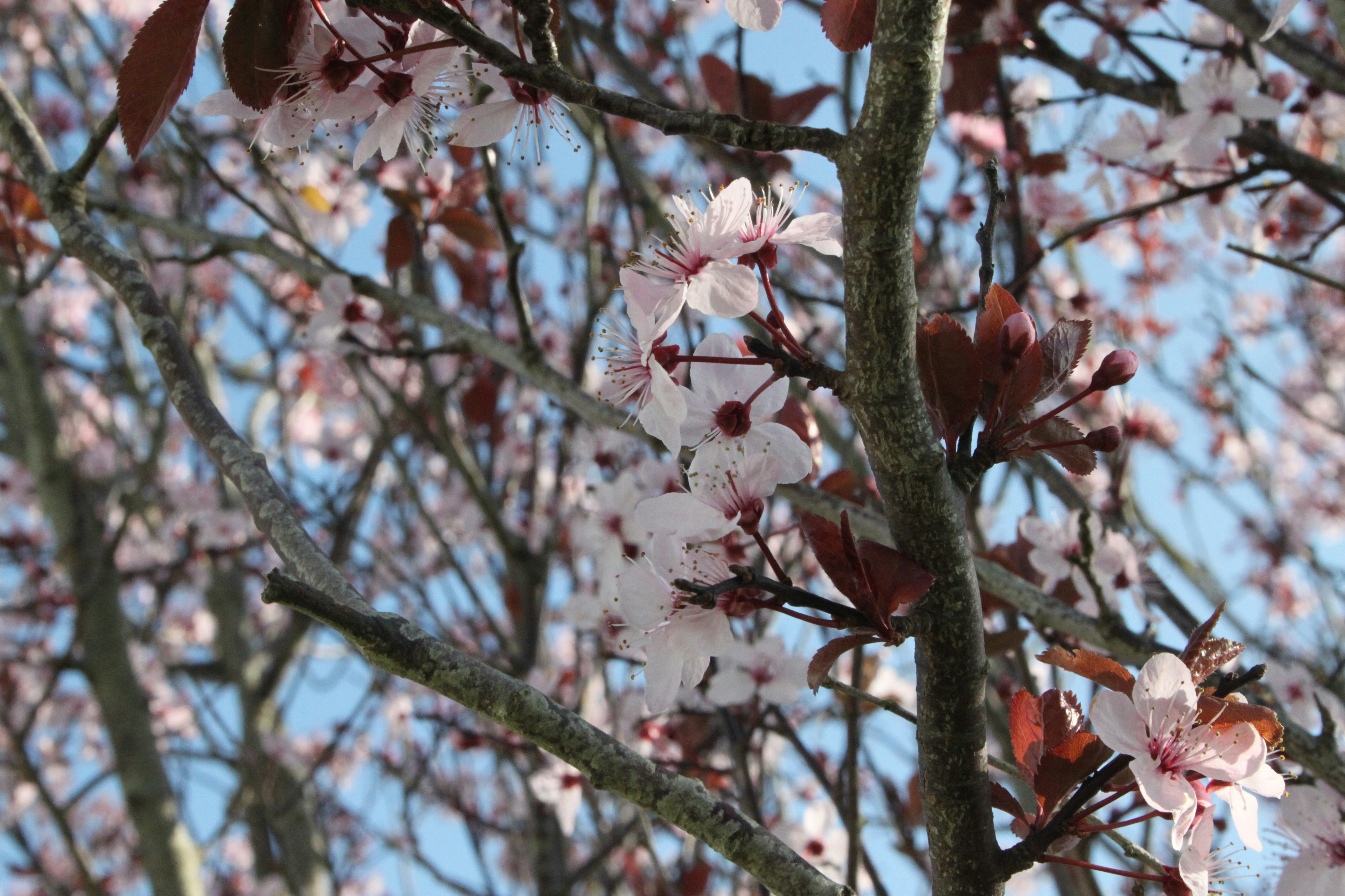 Delicate pink blossoms on a tree branch