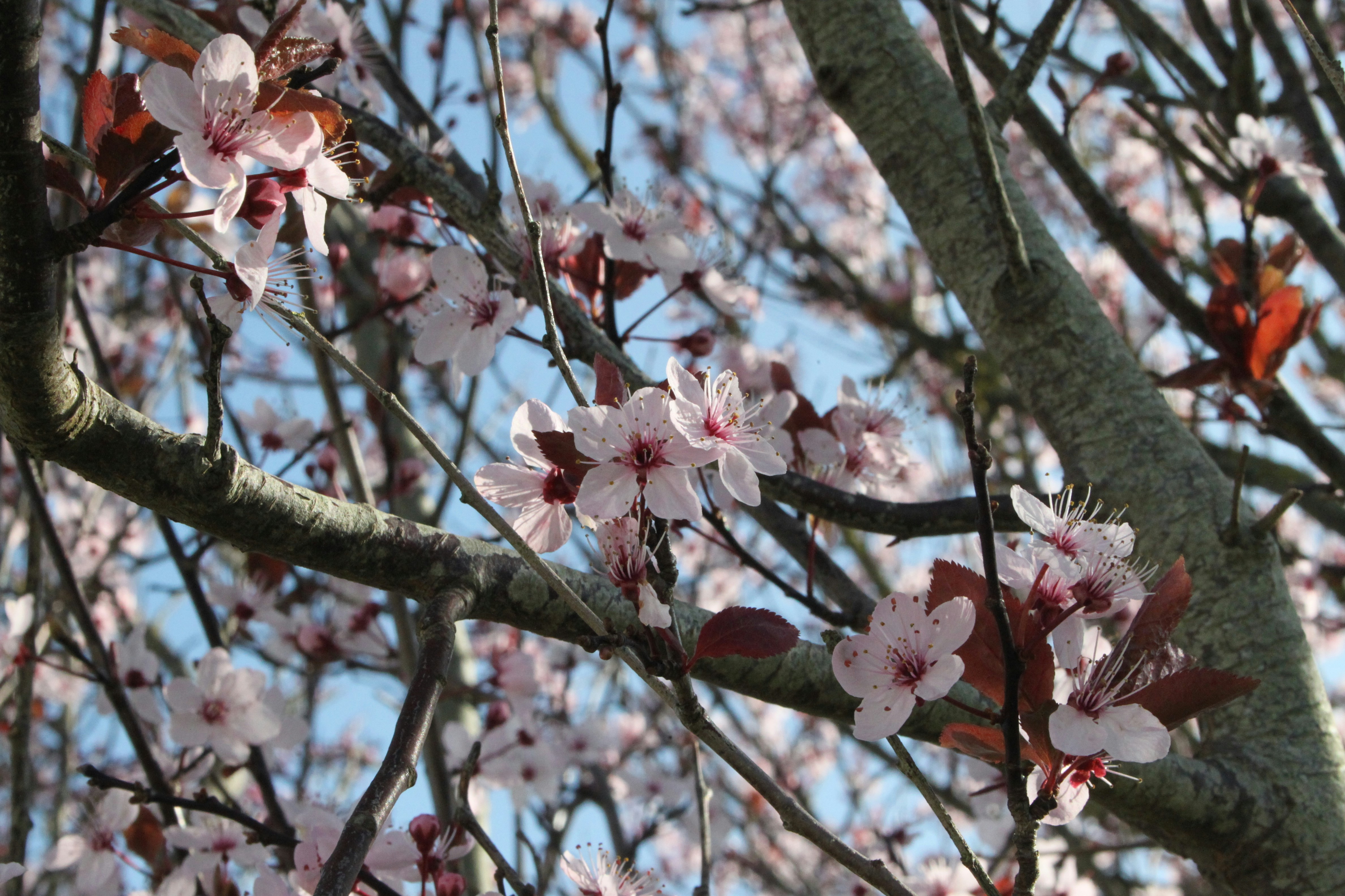 Pink cherry blossoms on a tree branch