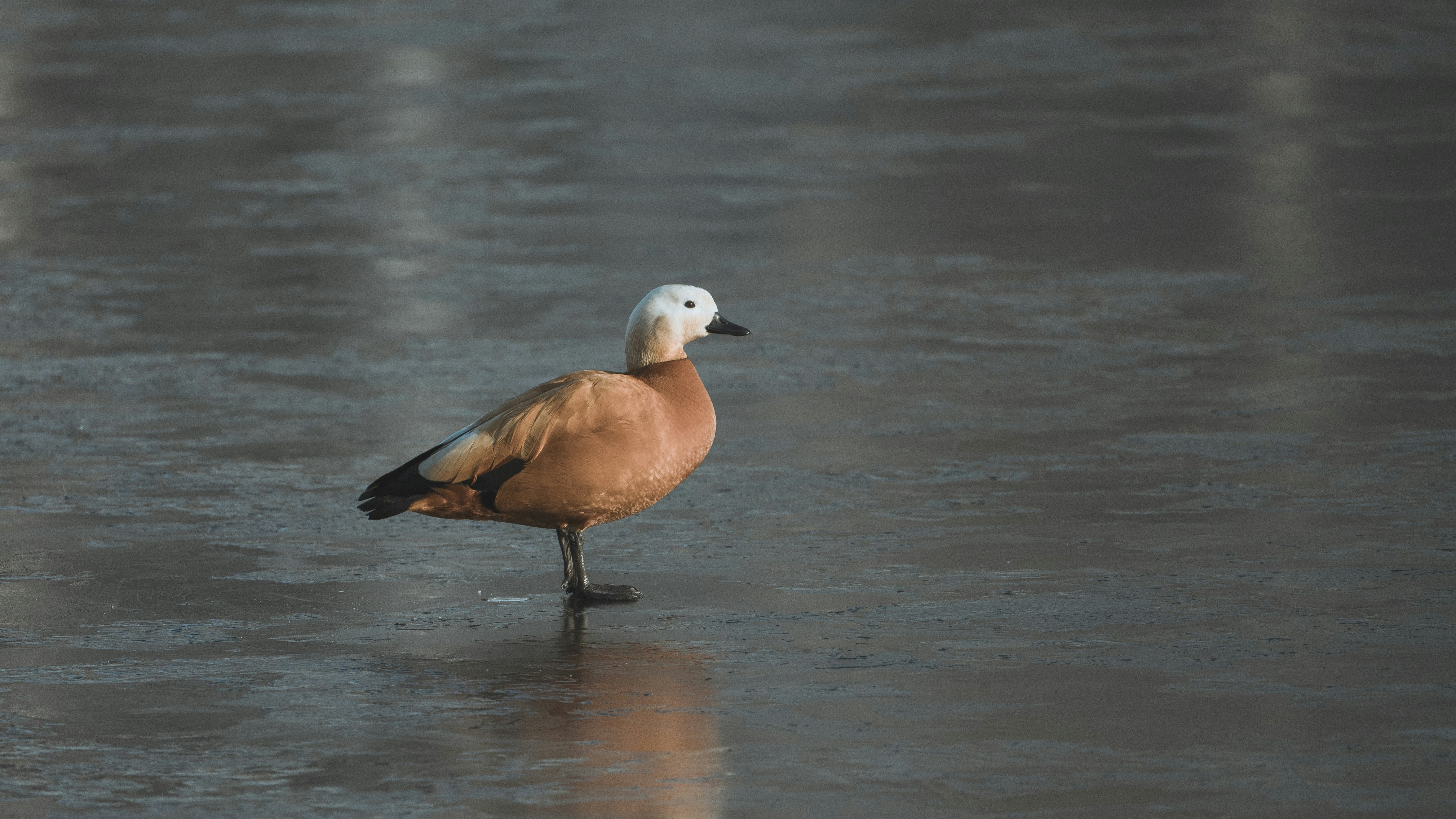 Photo by peek_a_boo_who